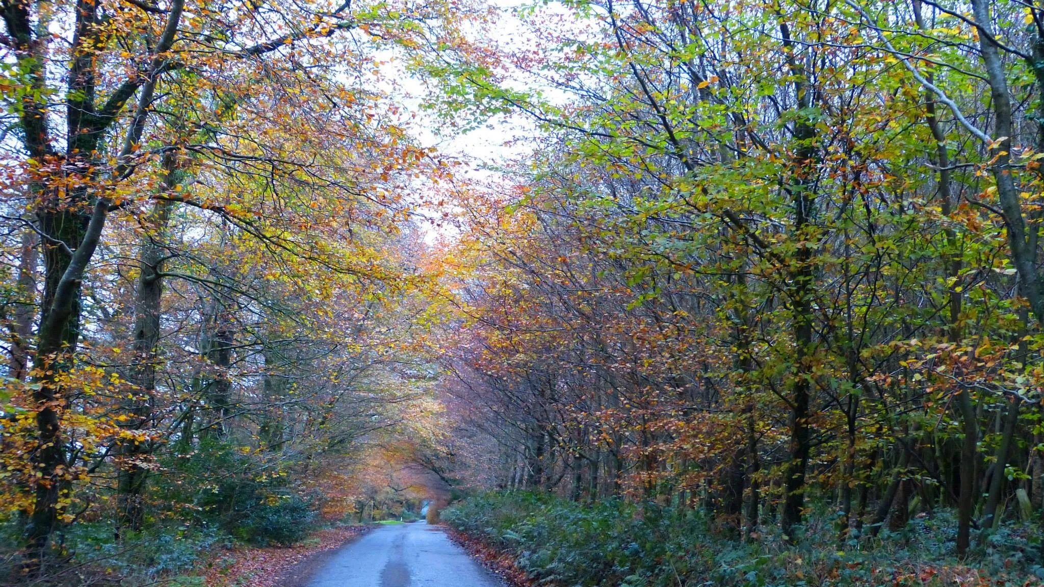 Leafy lane in Devon, UK 2013