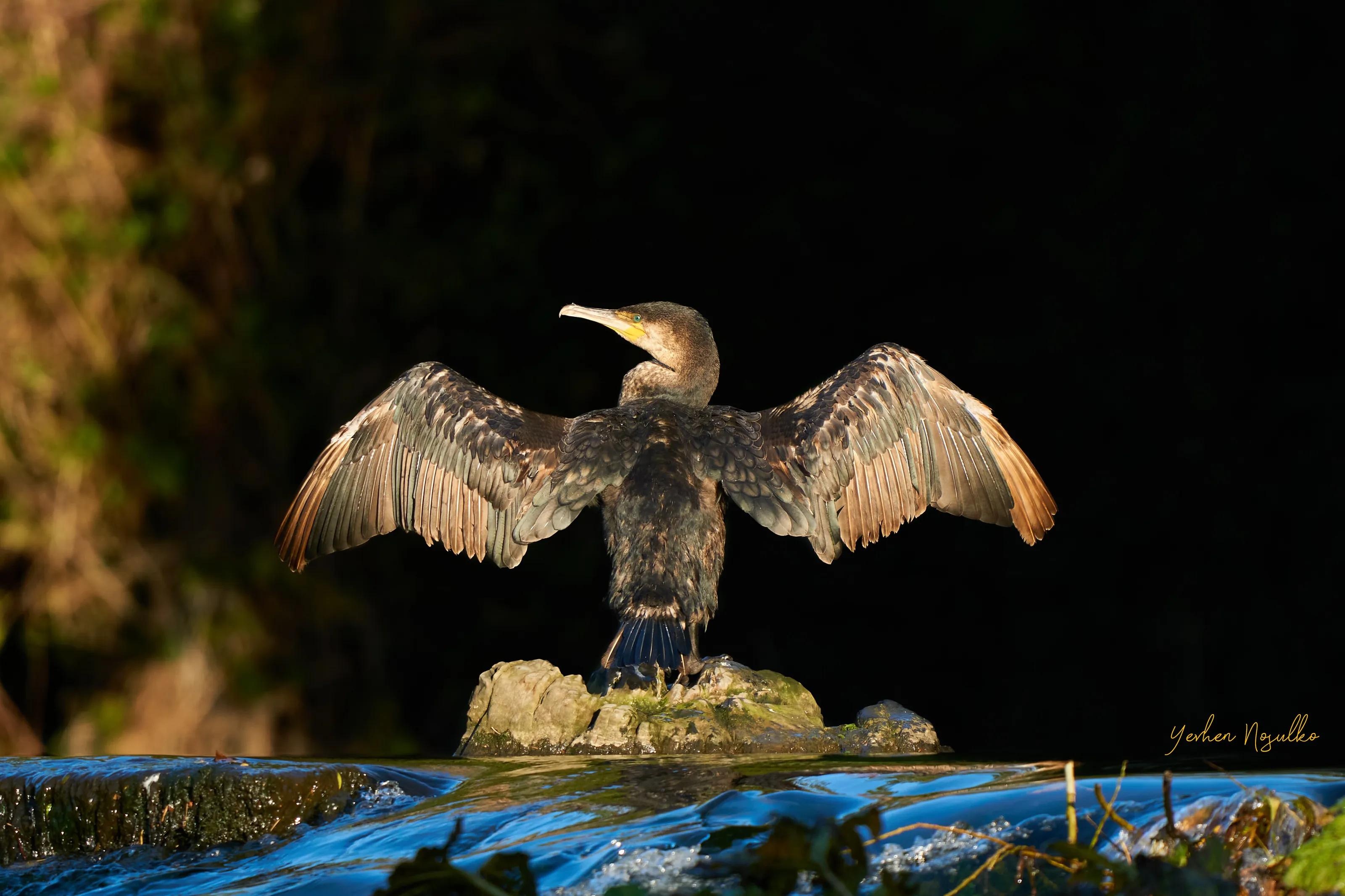 Great Cormorant (Phalacrocorax carbo) drying his feathers in the morning sun