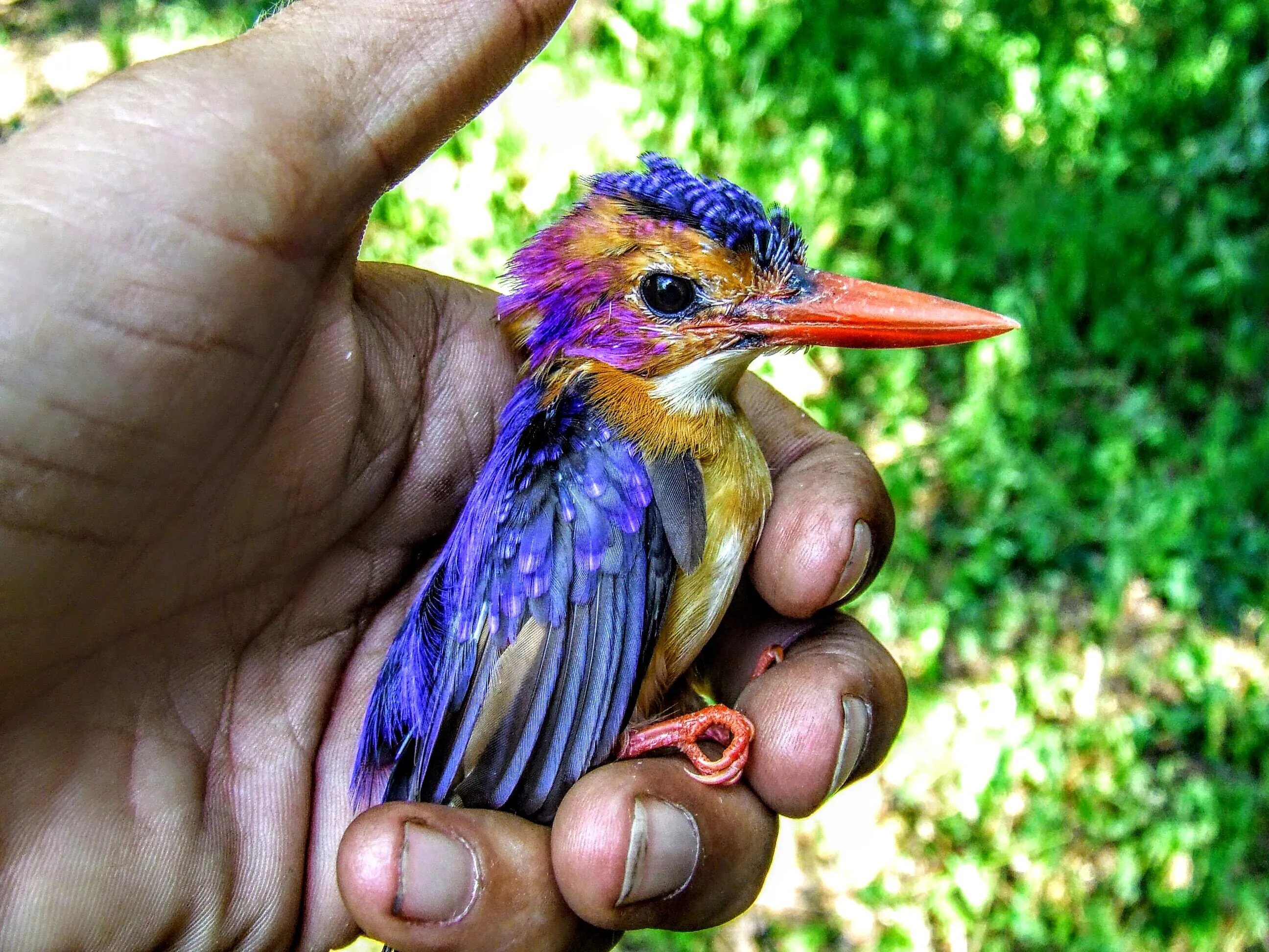 MALACHITE KINGFISHER