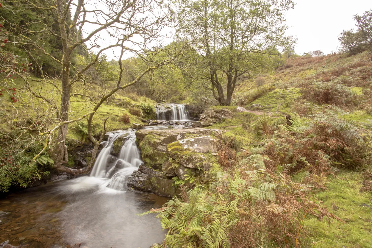 Entry 406538