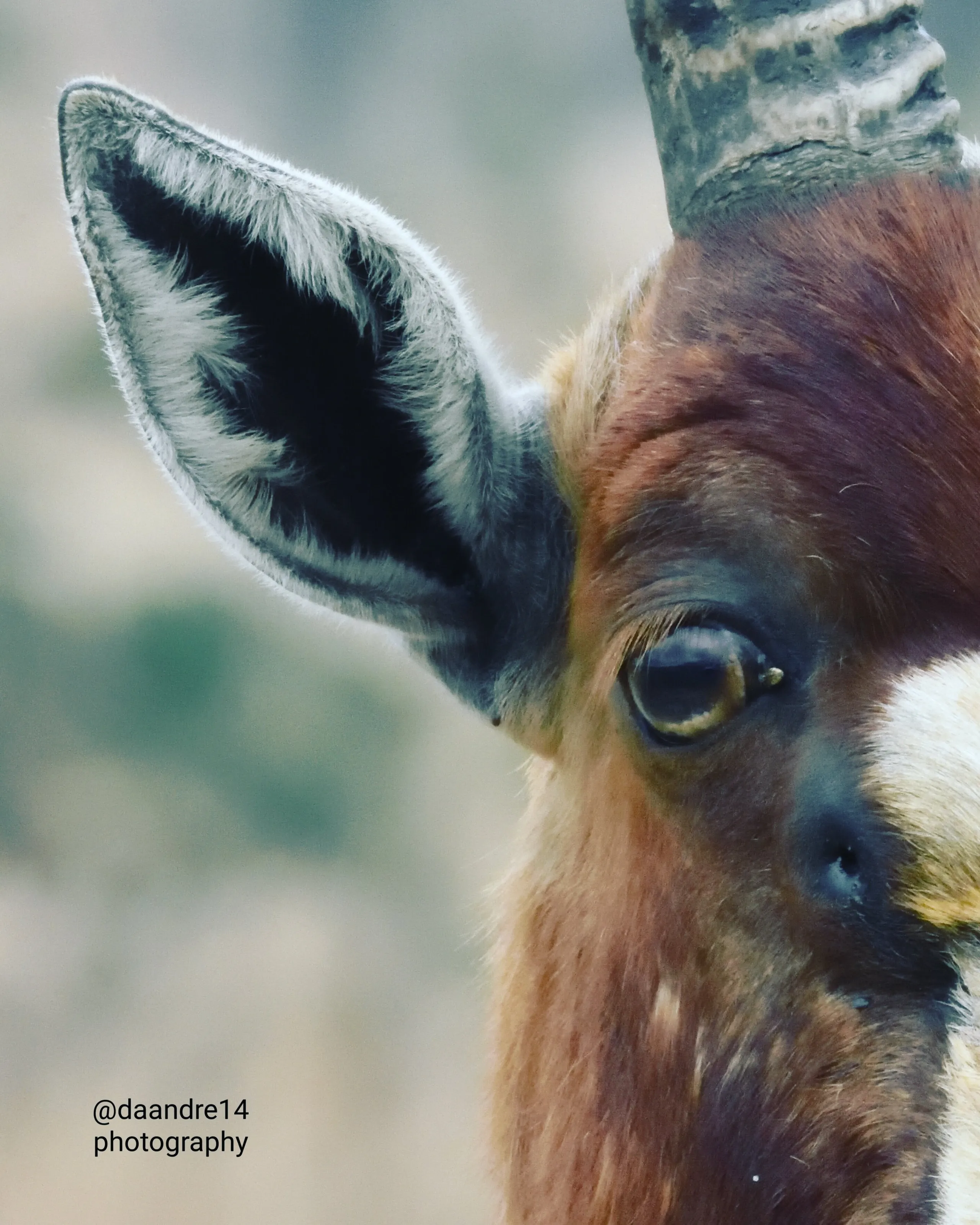 Wildlife