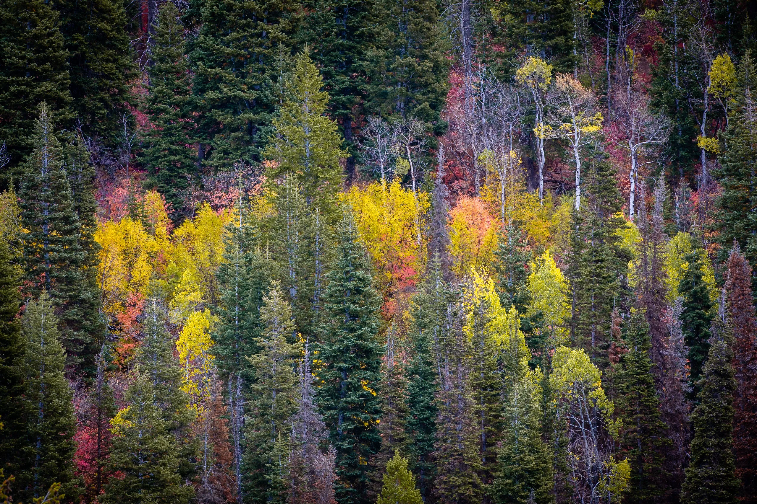 Fall in Summit Park
