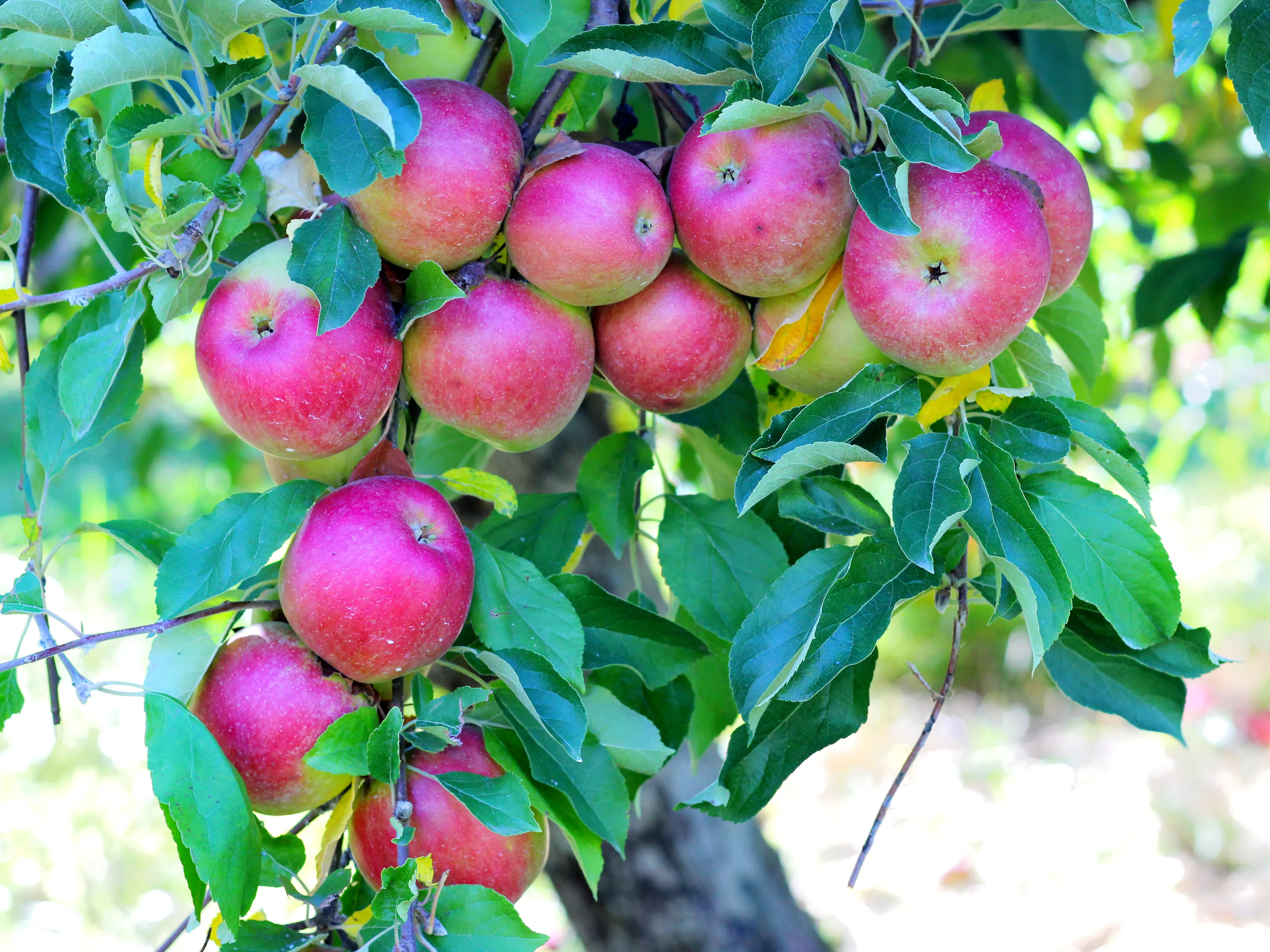 At an Orchard