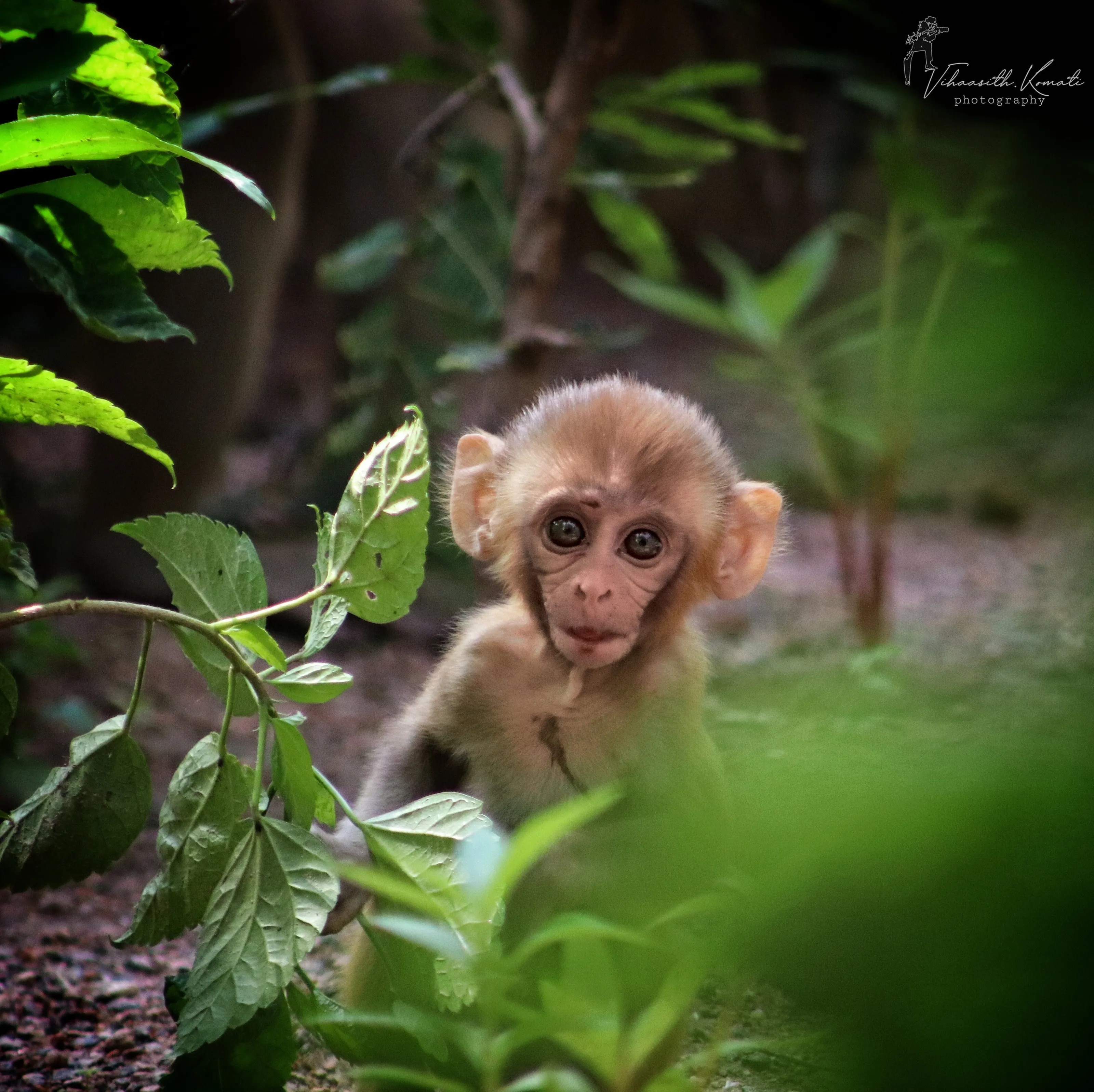 A innocent look