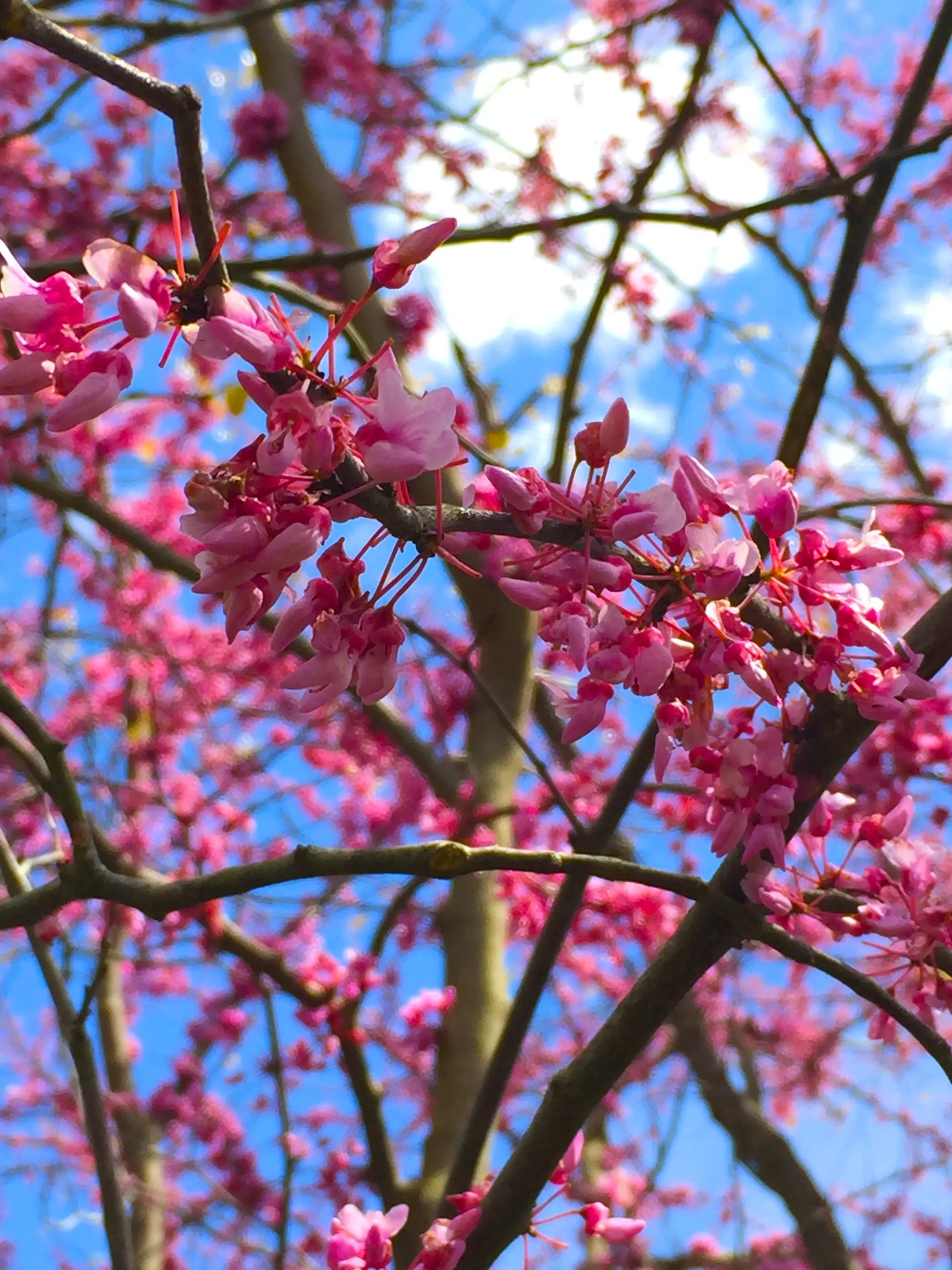 Cherry Blossom Bloom