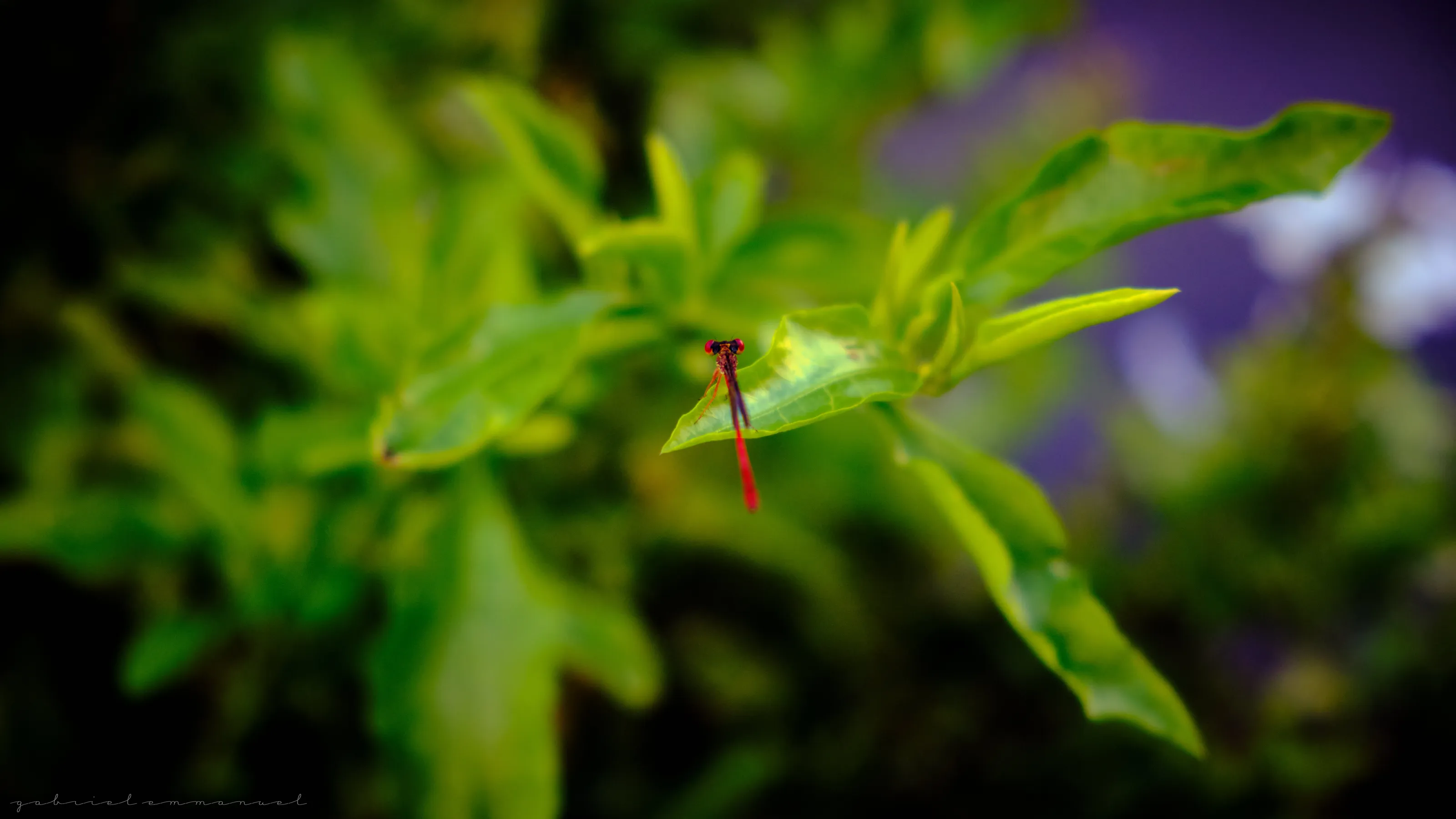 Dragonfly