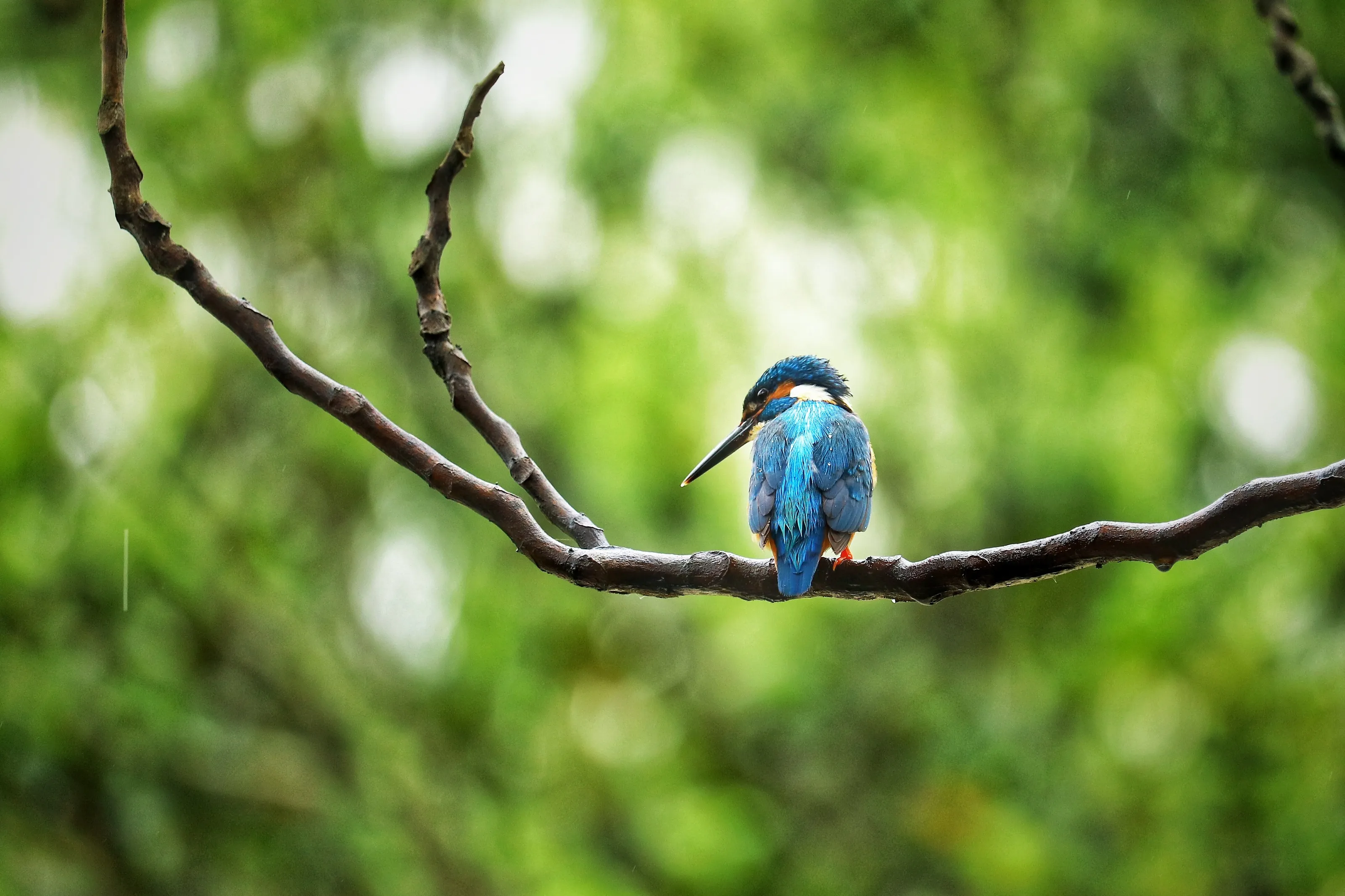 Common Kingfisher
