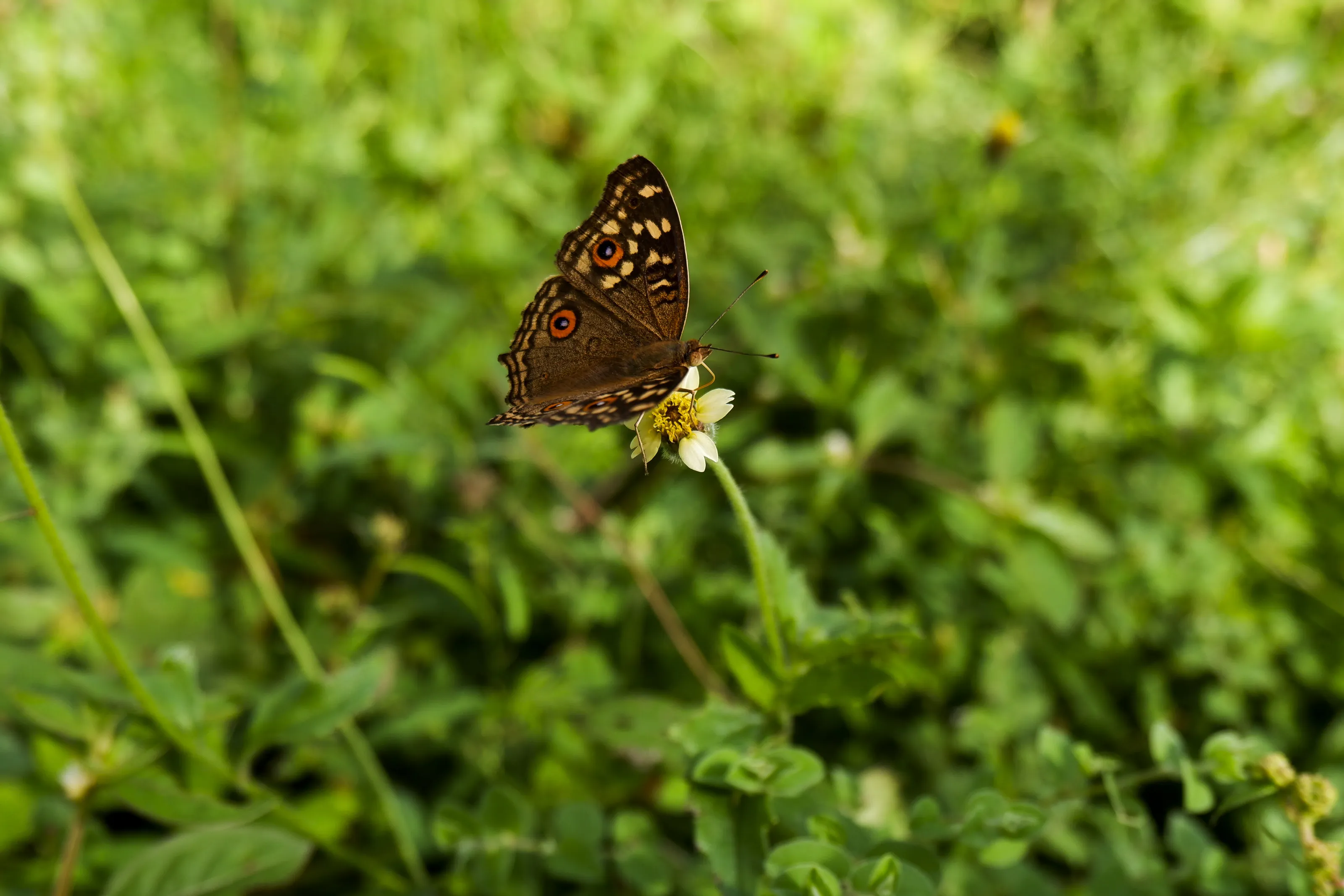brown pattern butterfly on wild grass flower in field