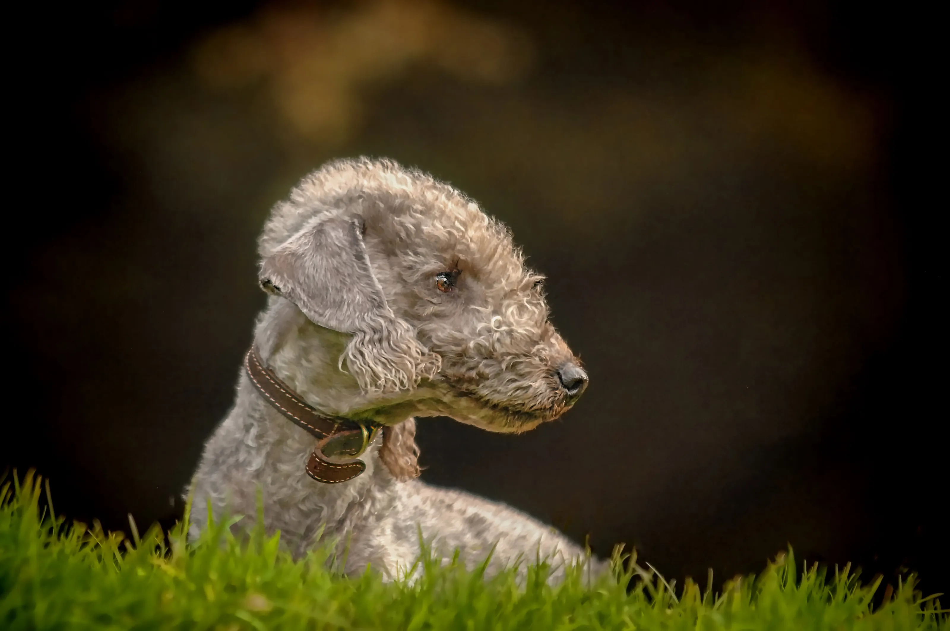Lily.Bedlington Terrier