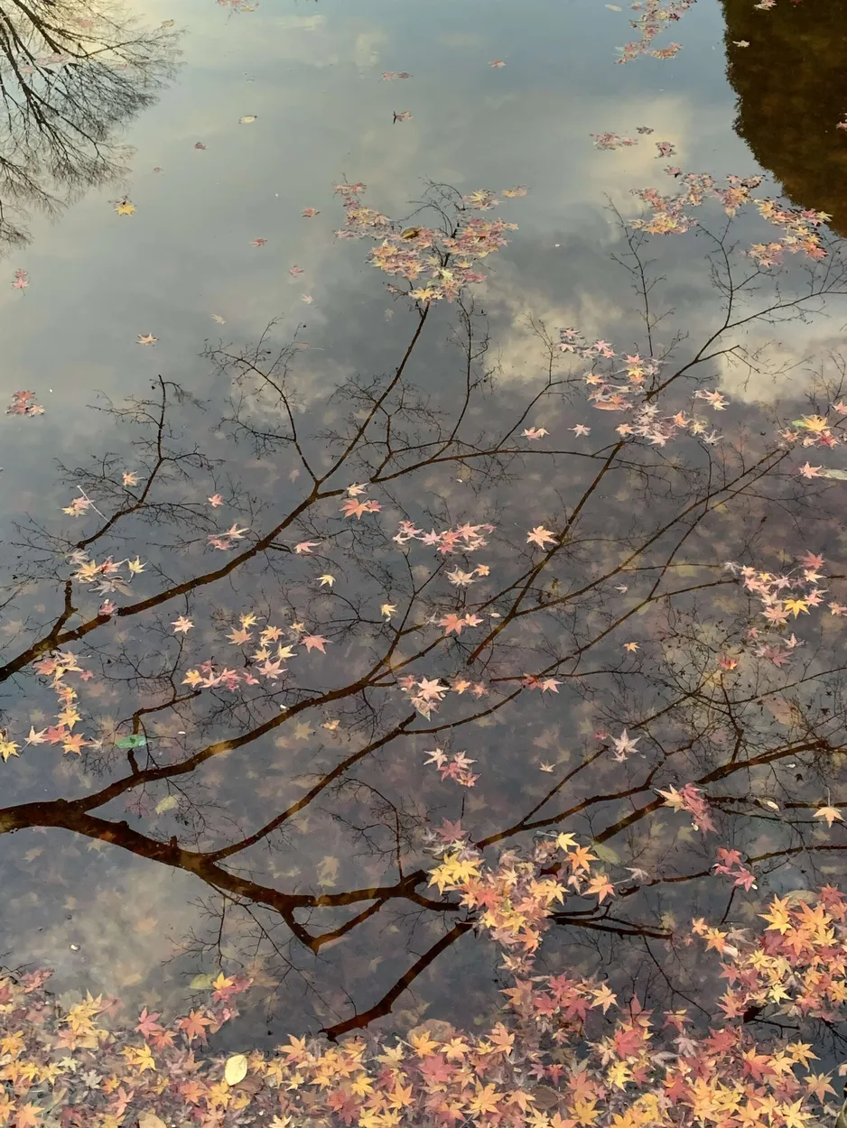 Shadow of an autumn tree
