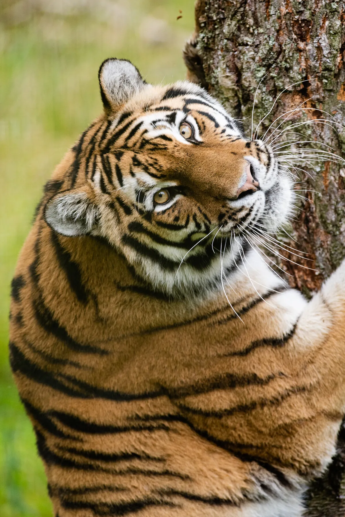 Siberian Tiger Scent Marking