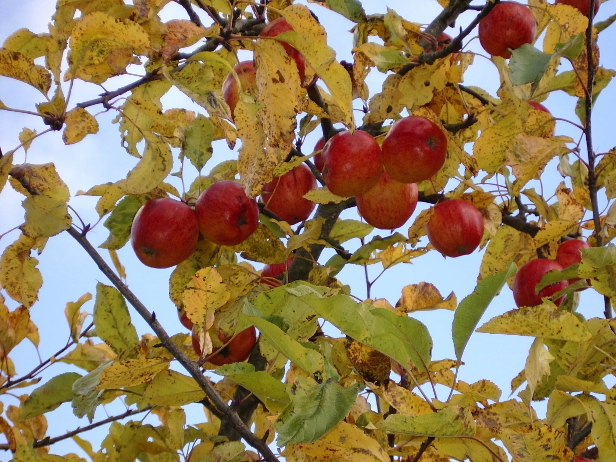 Fruit on Trees or Bushes