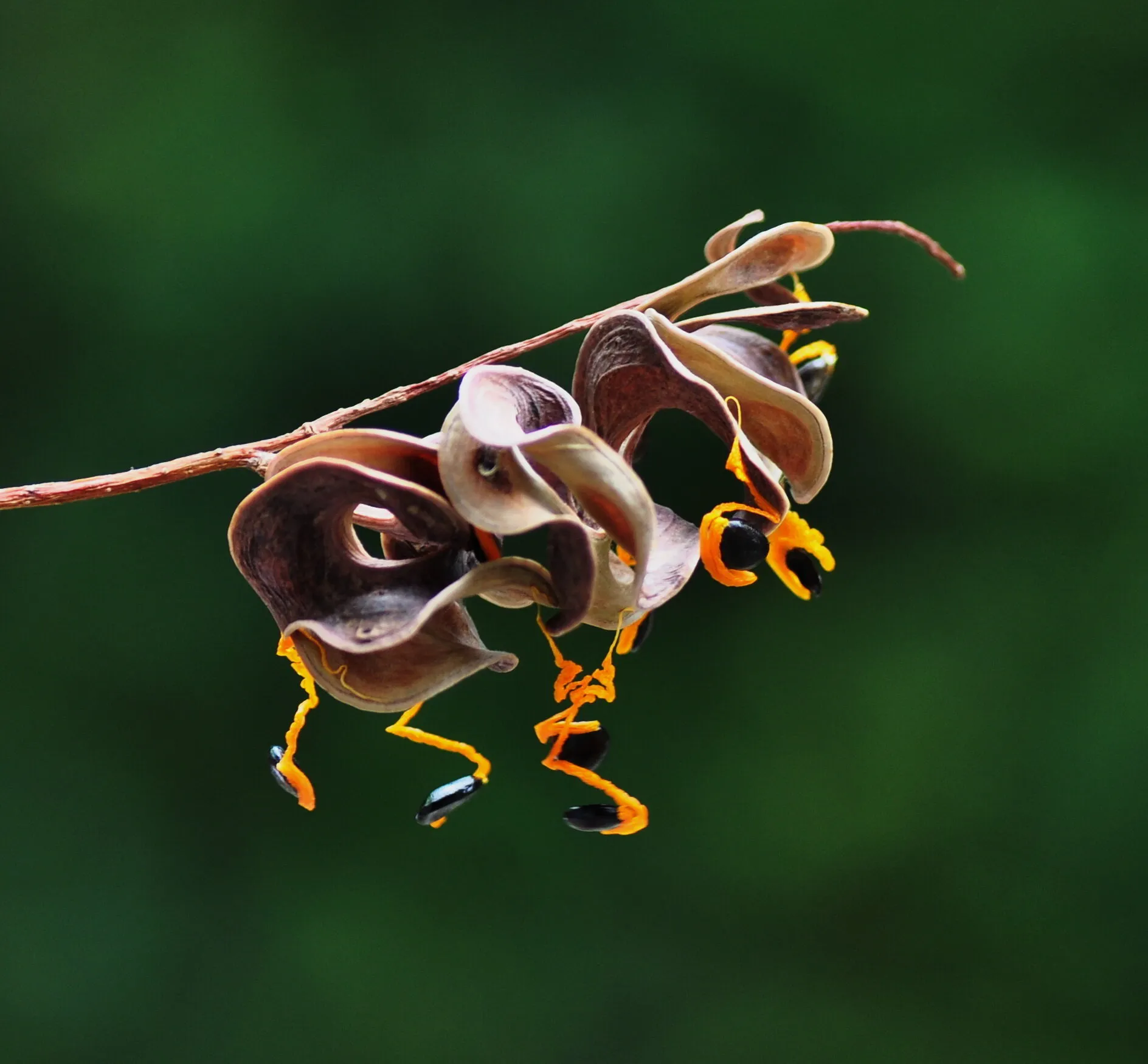 The Seeds