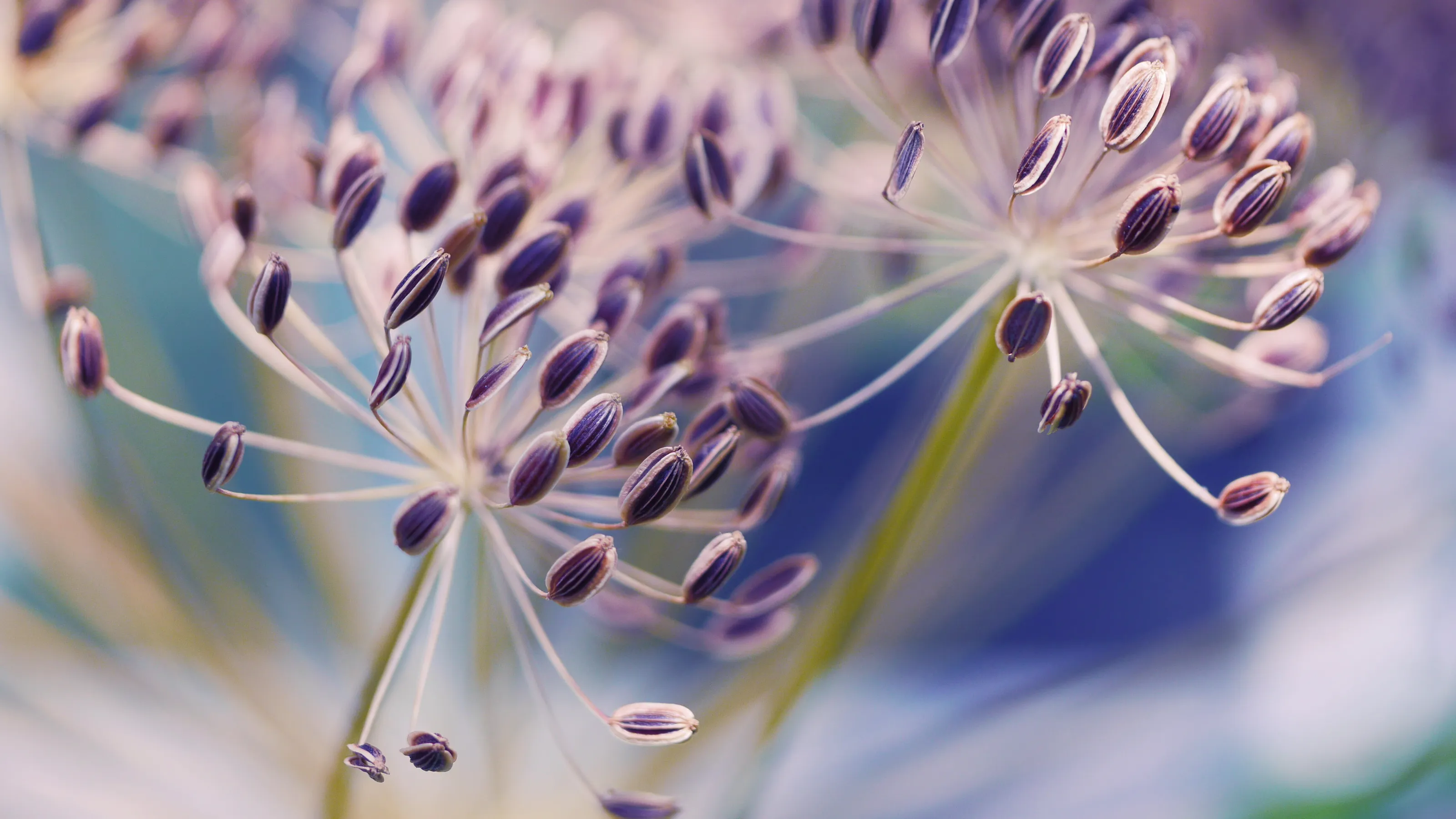 Dill iscious