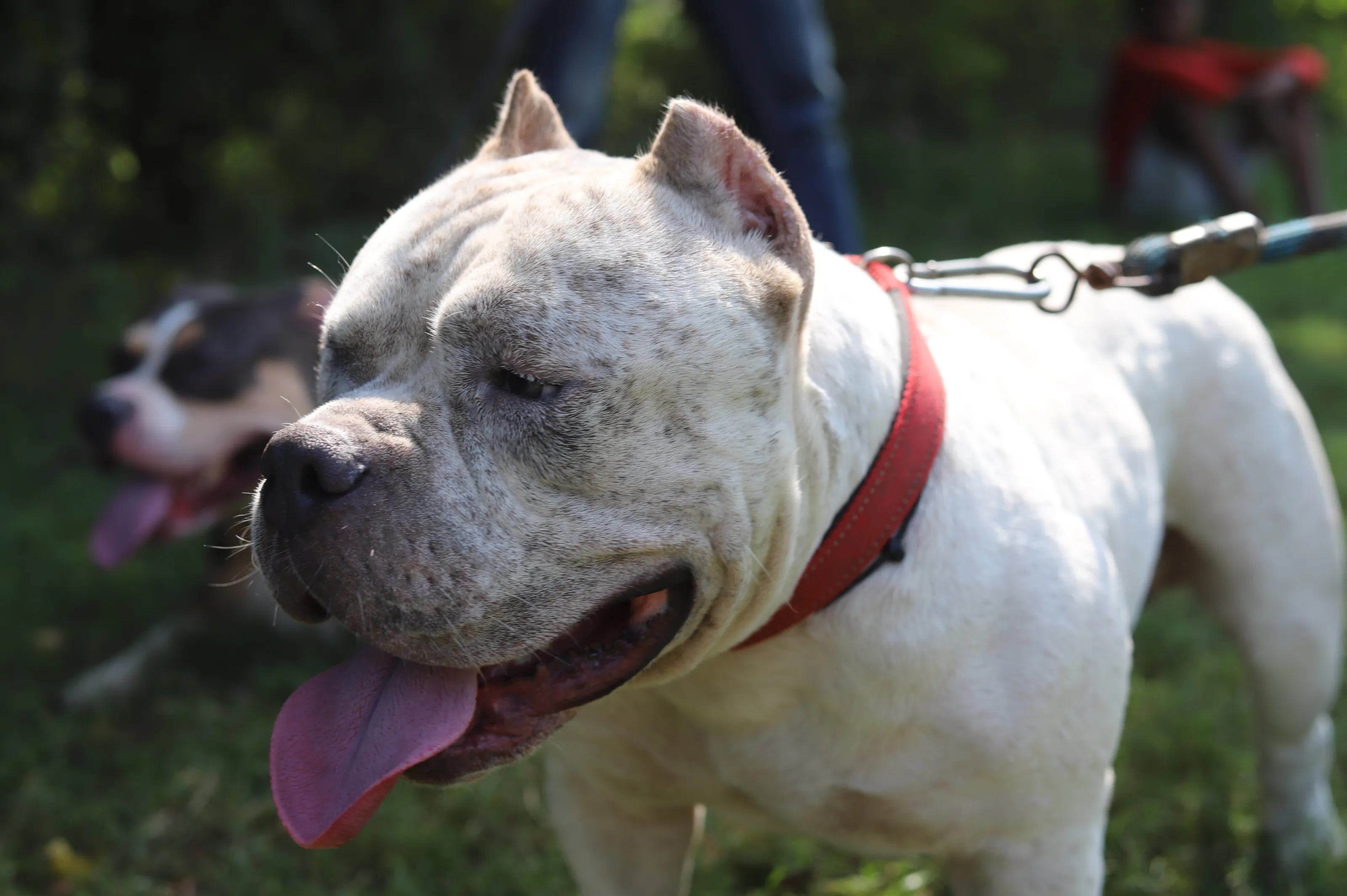 American bully