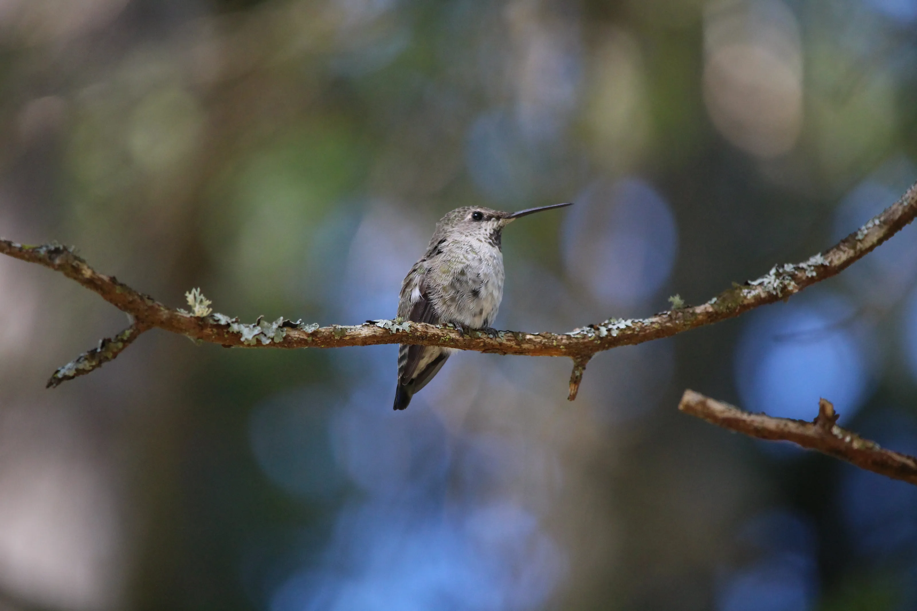 Anna's hummingbird