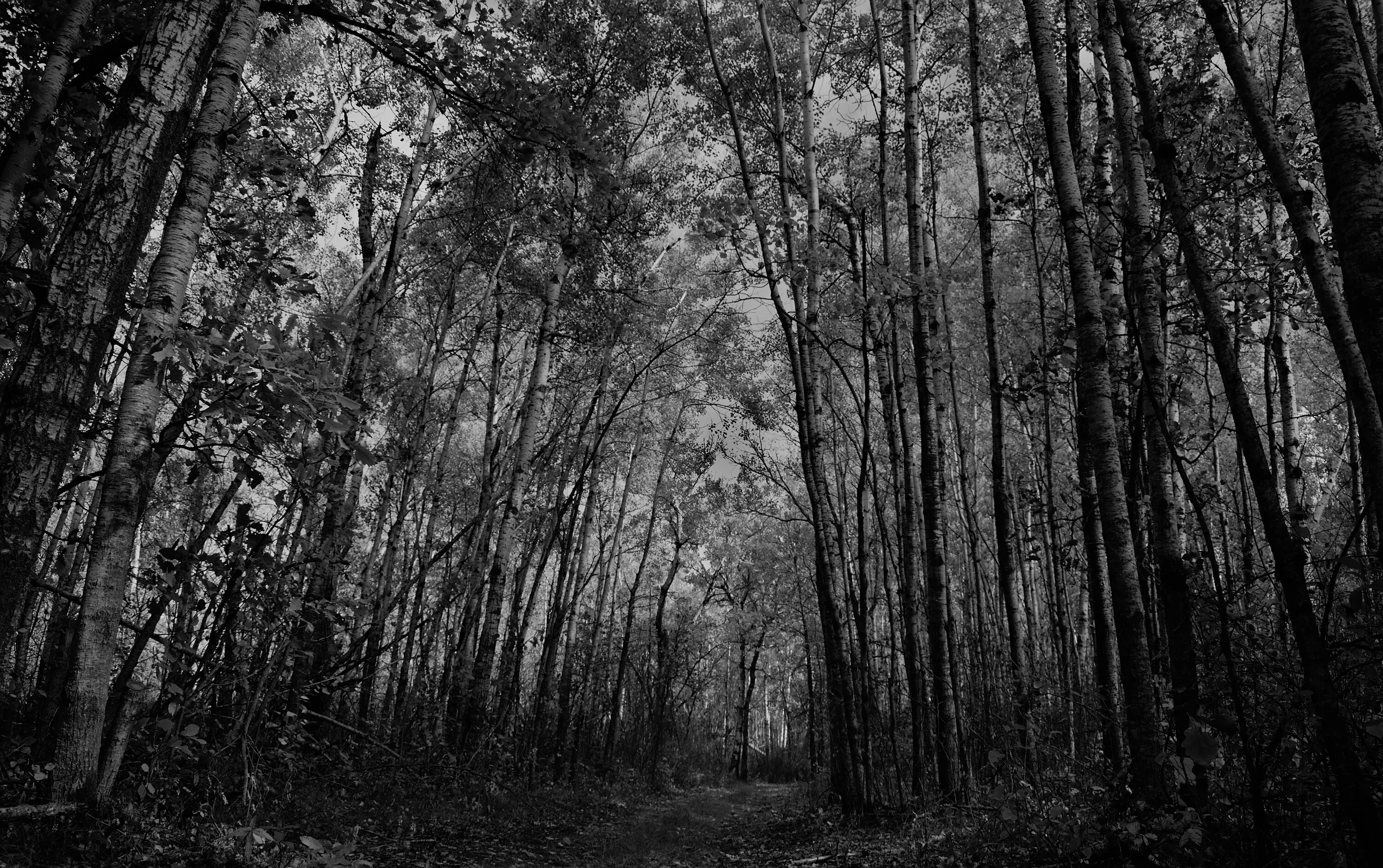Into The Wild