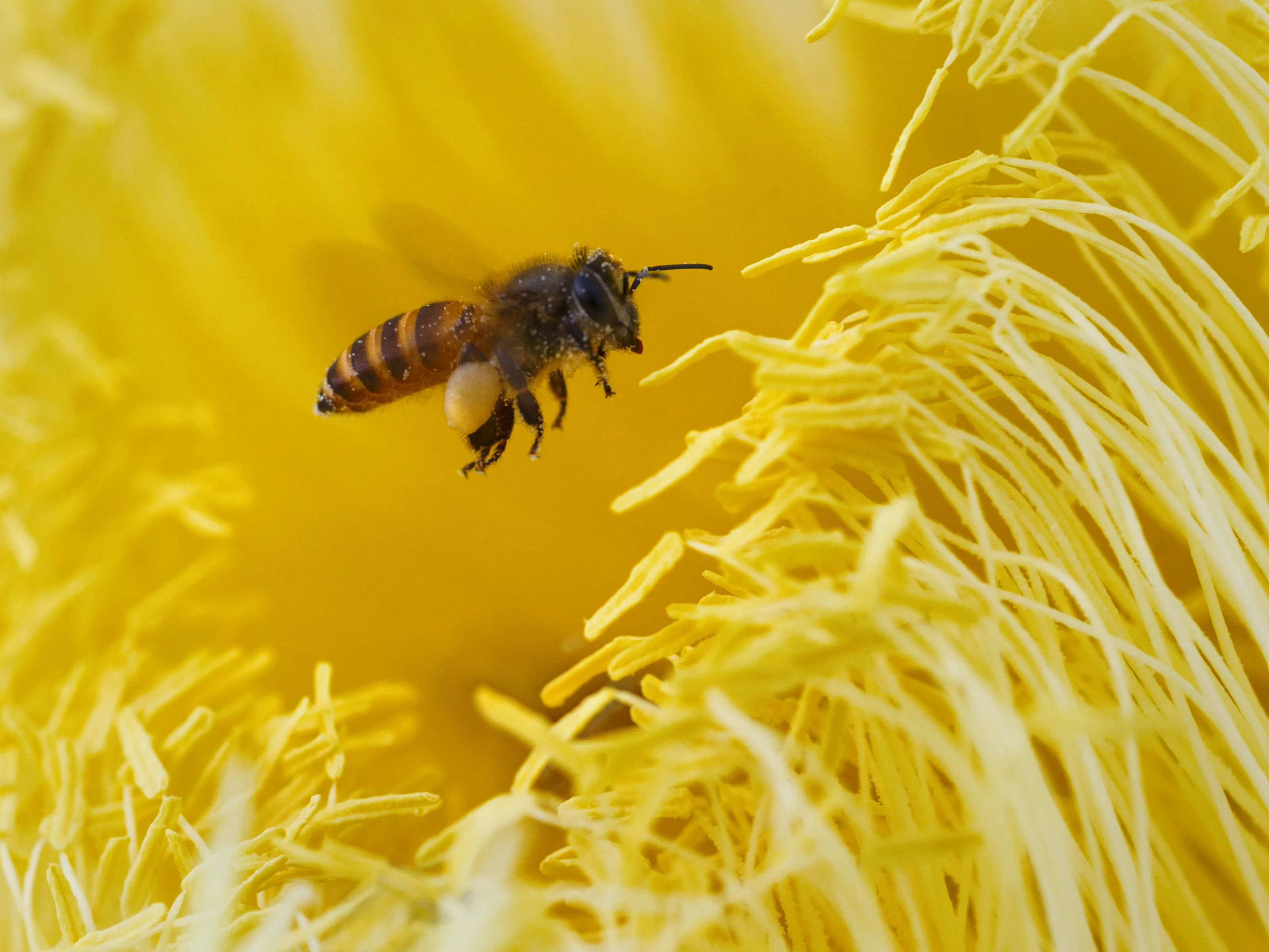 Bee