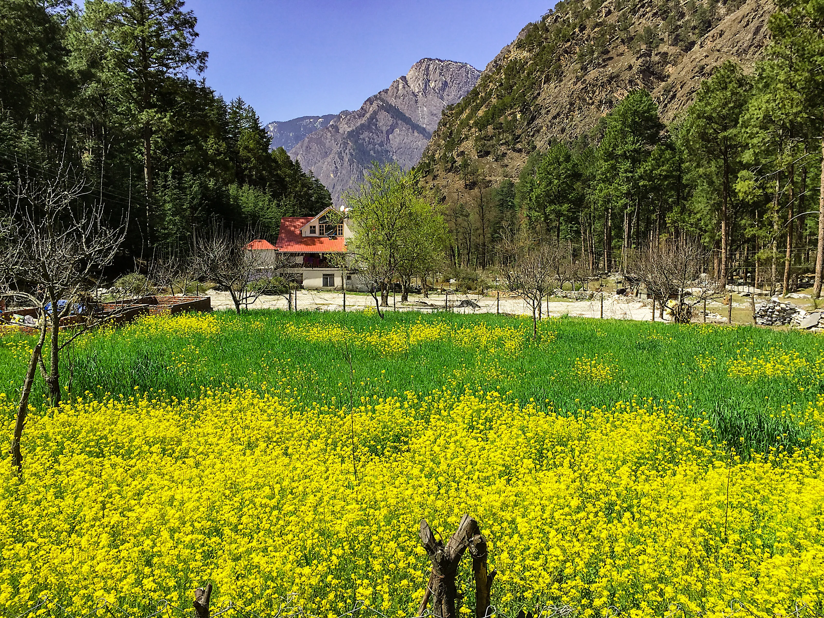 Himachal Flora