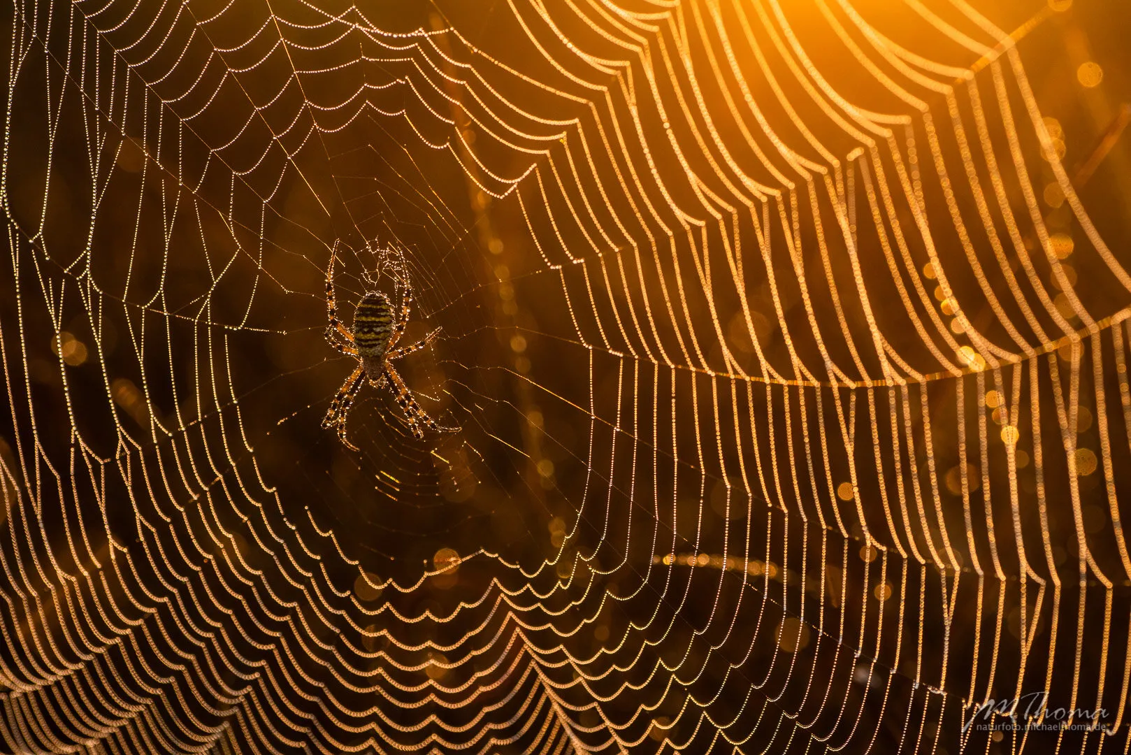 Zebraspinne