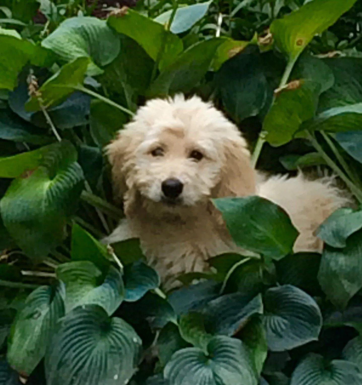Oliver playing in grandma's bushes