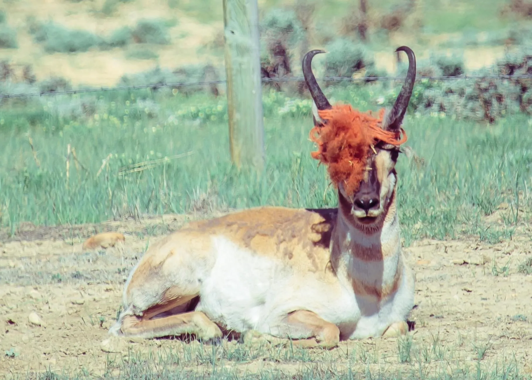 Raggedy Anne Antelope