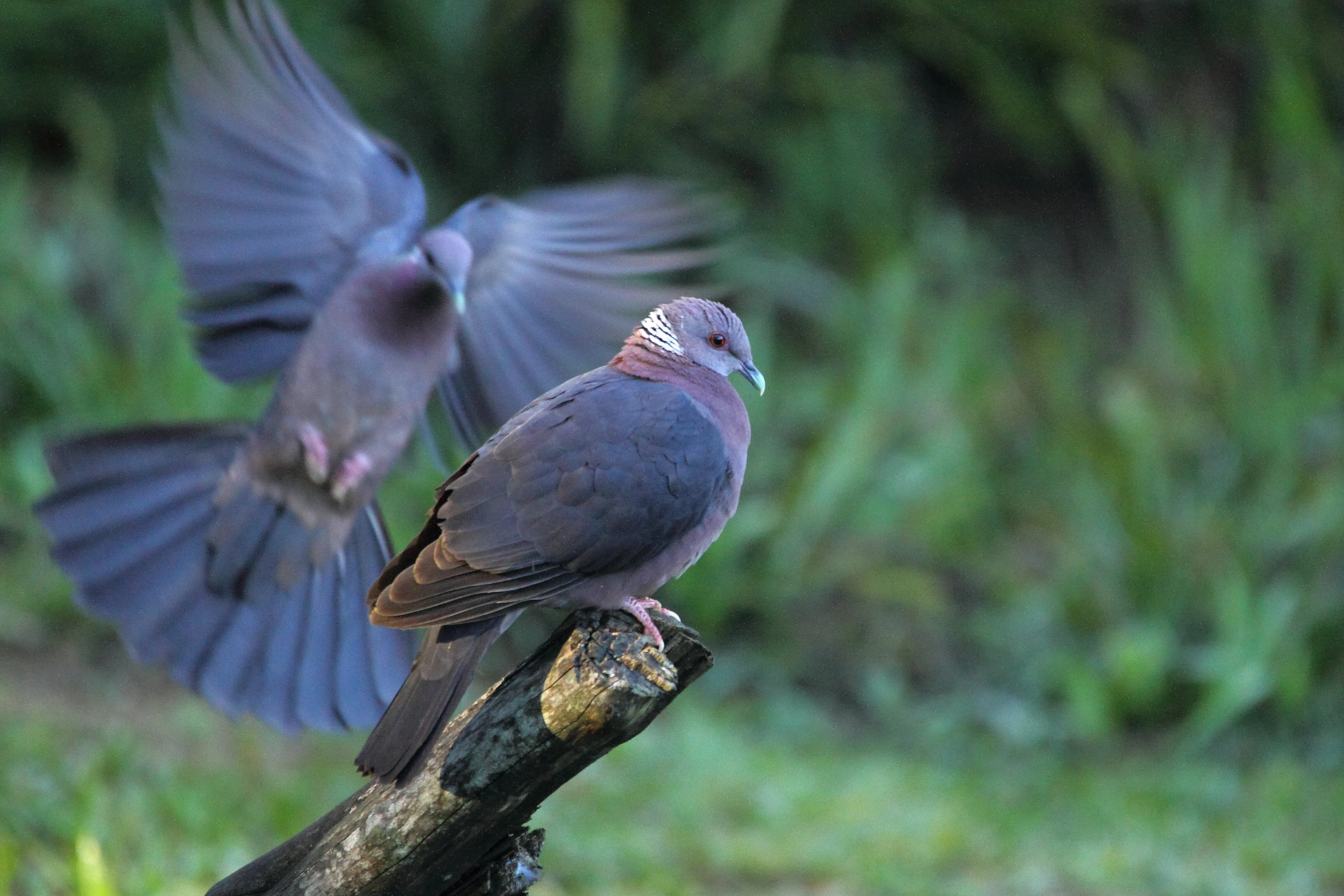 Wood Pegion ( Columba torringtoniae)