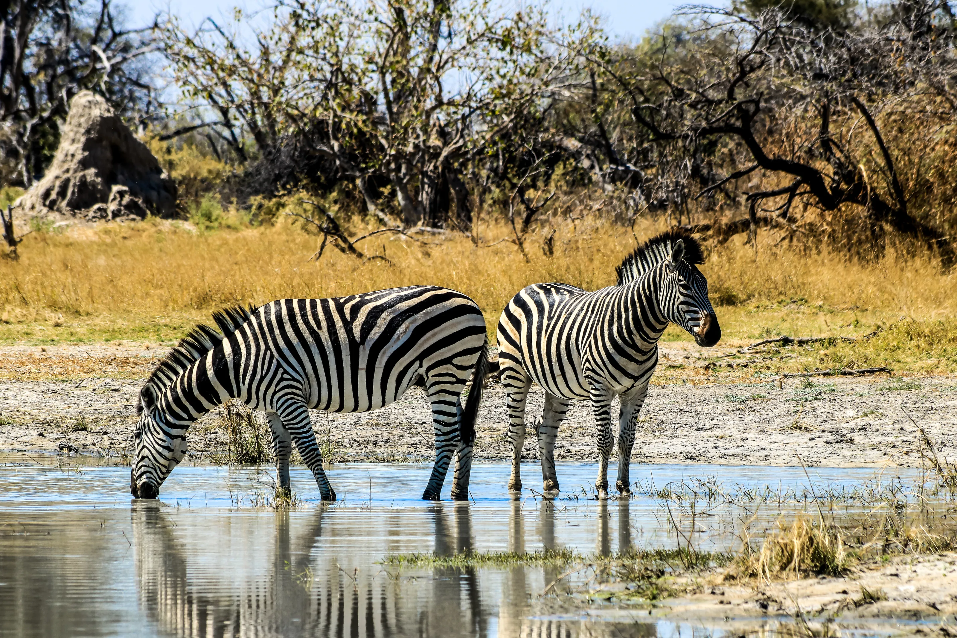 Zebra Reflections