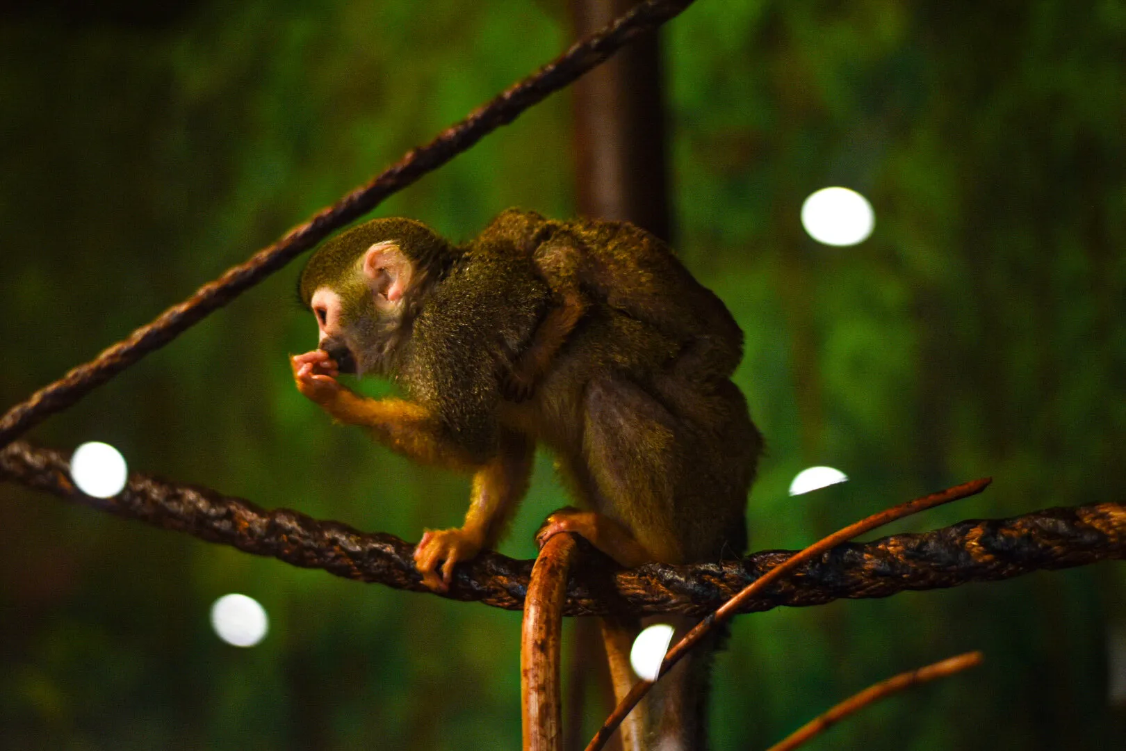 Monkey buisness
