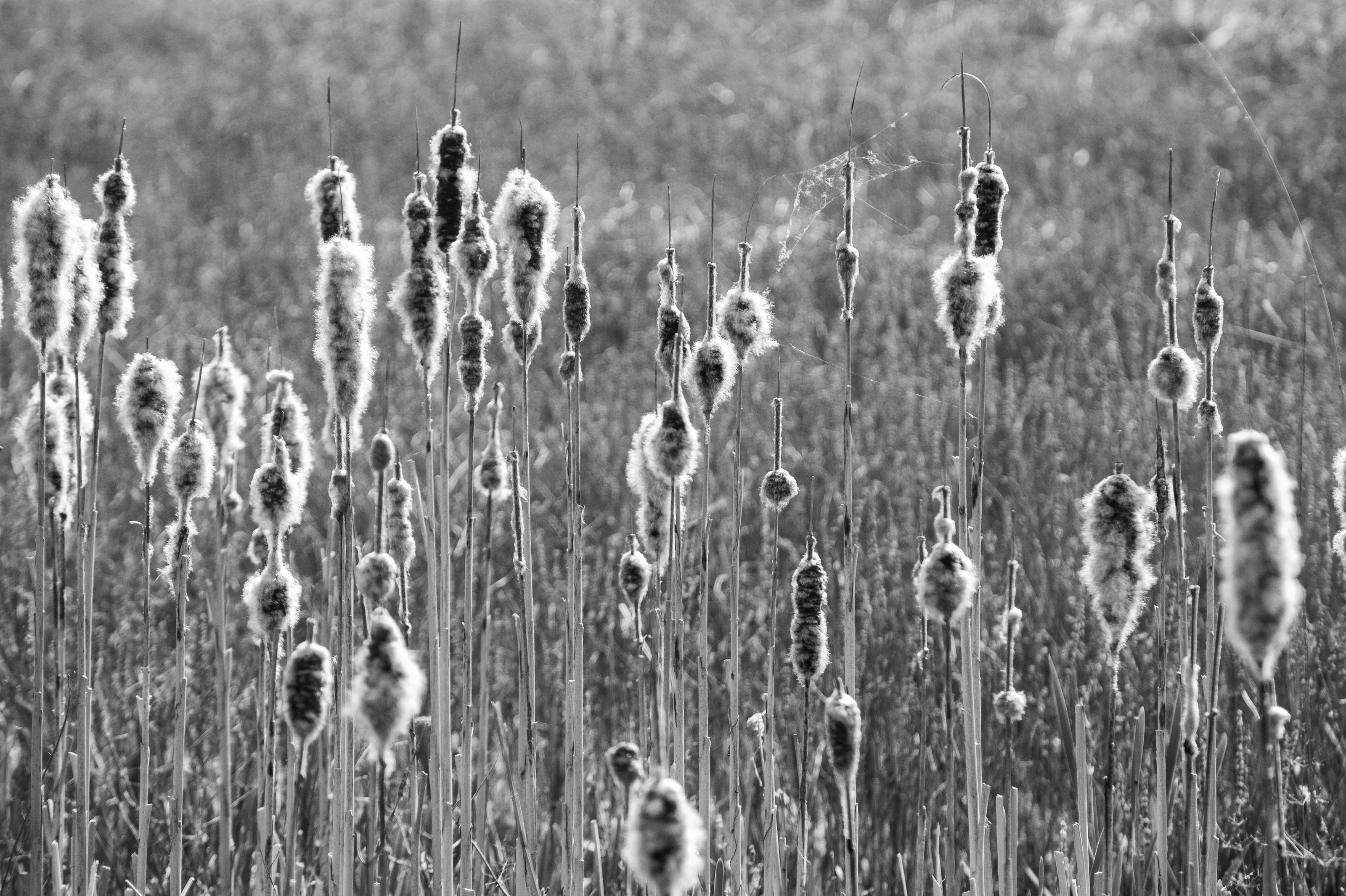 B&W pond