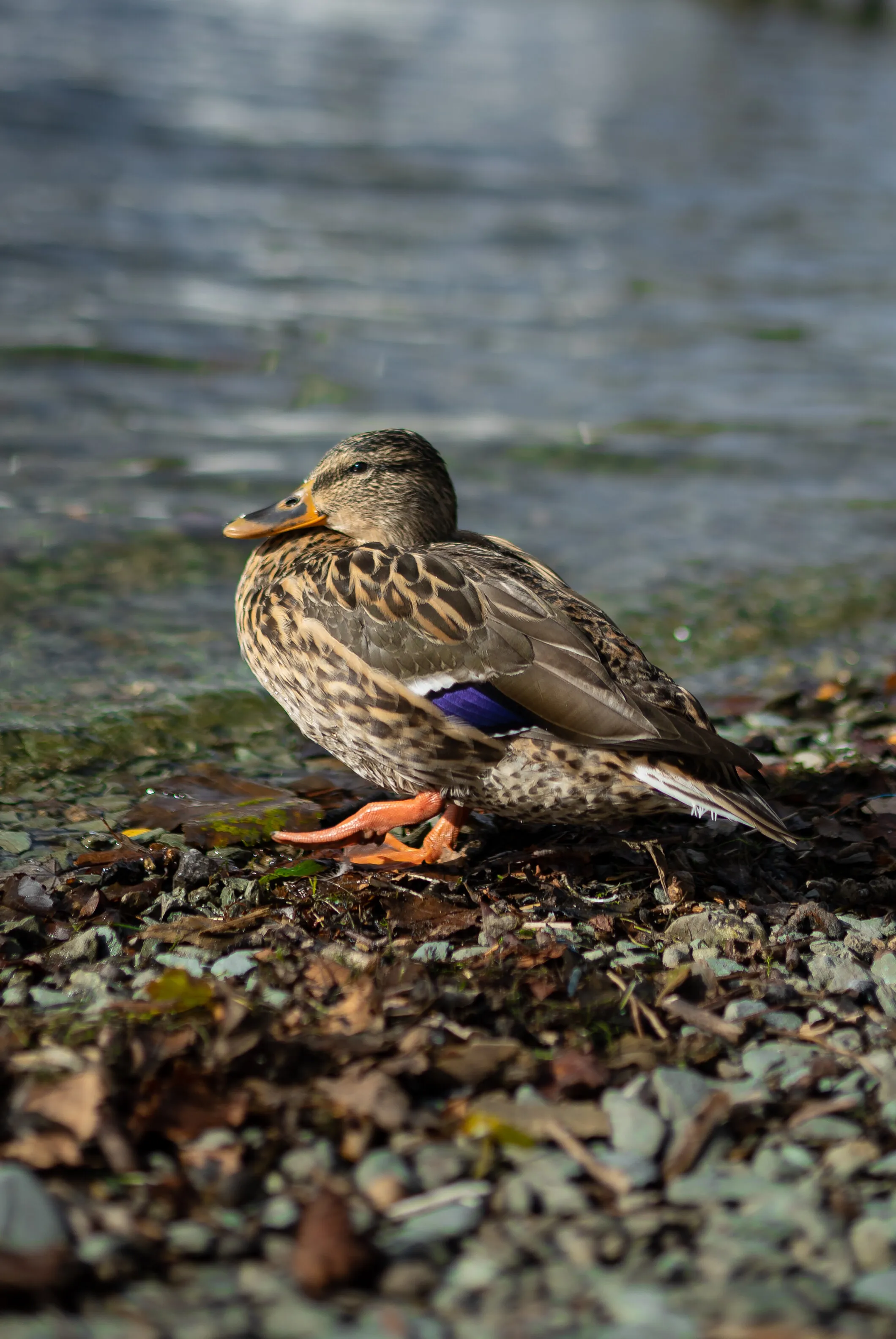 Mallard at Lake Windermere
