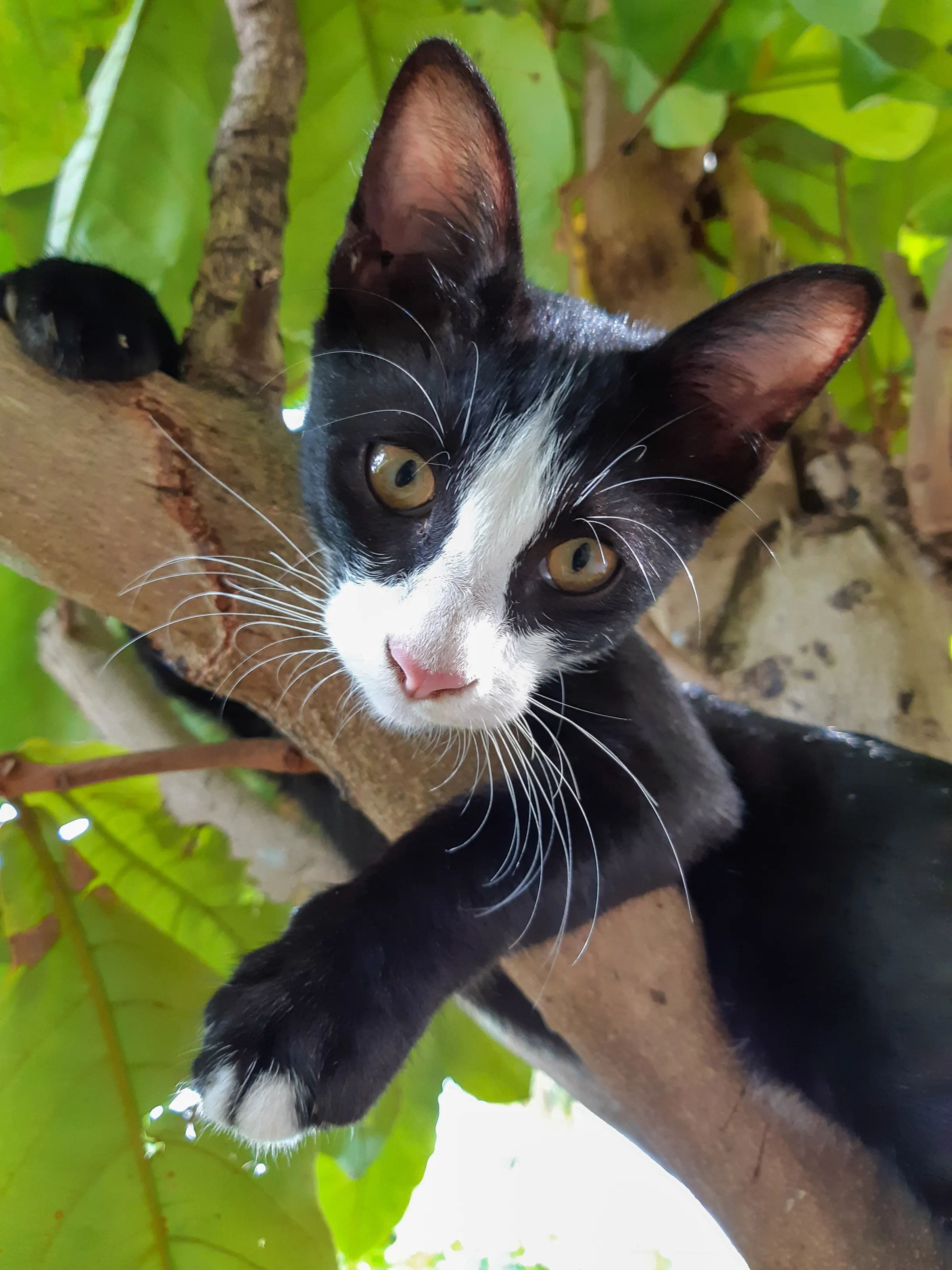 Cat perched