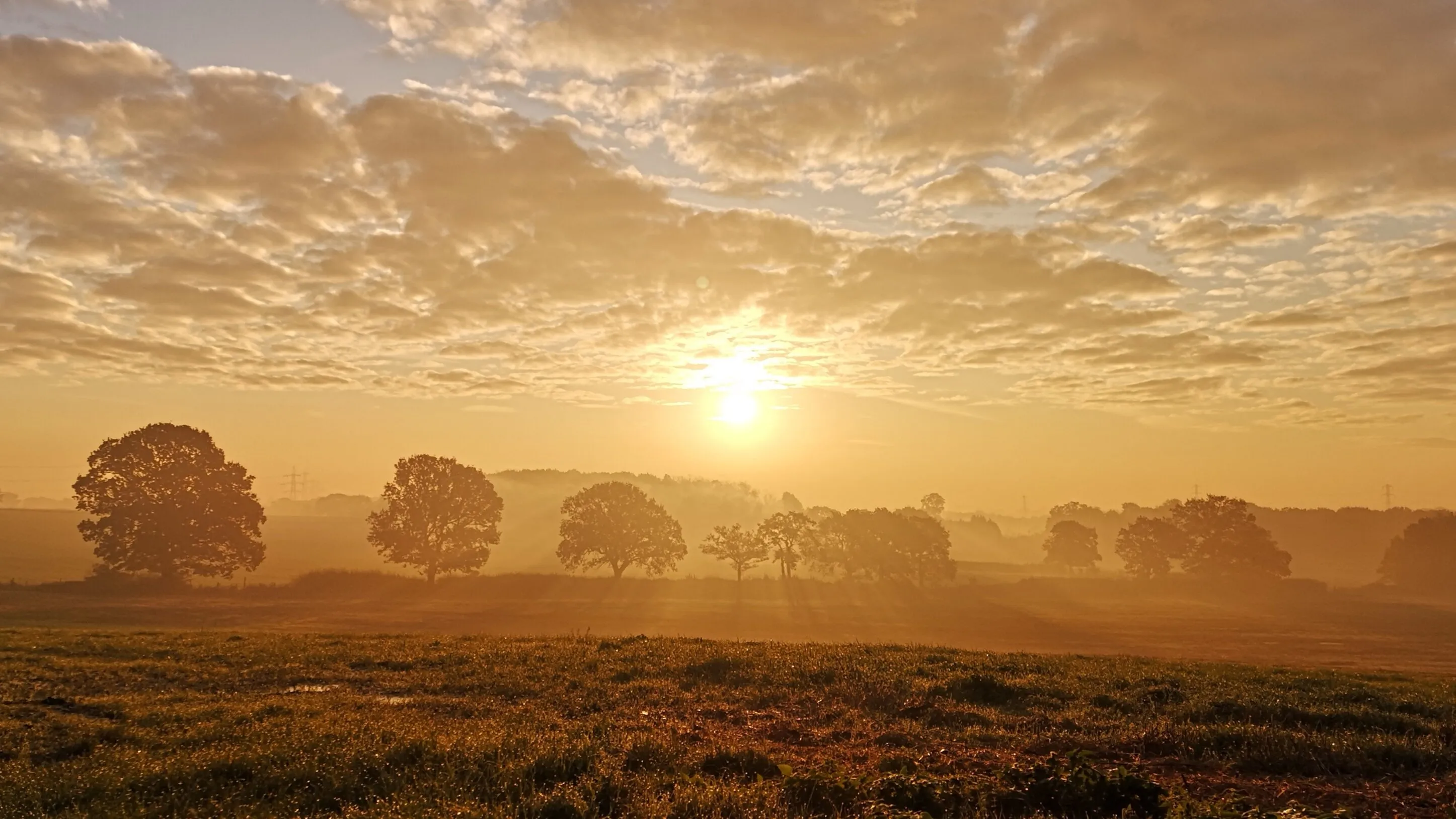 Golden Fields