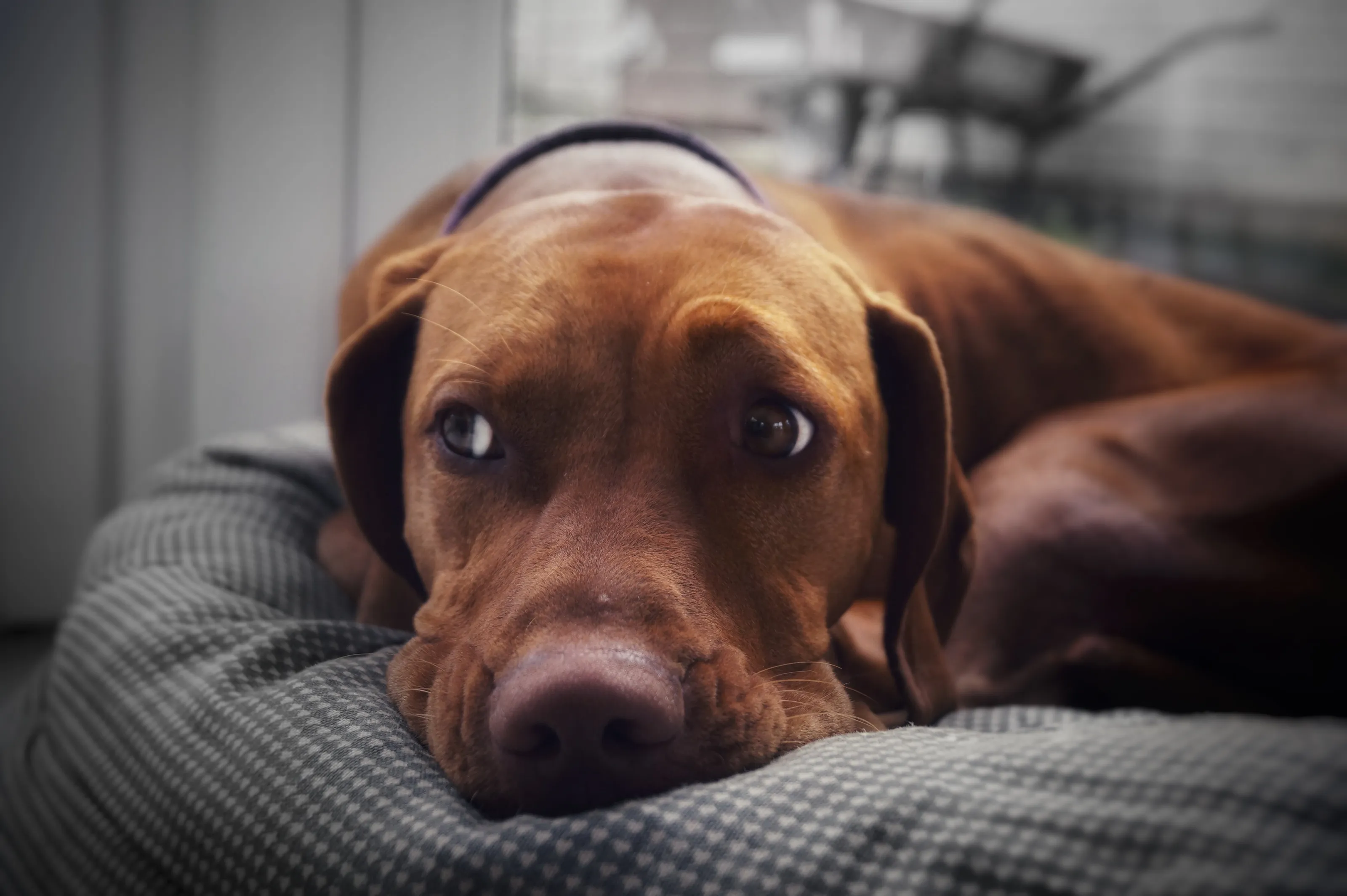 Jemima the Vizsla