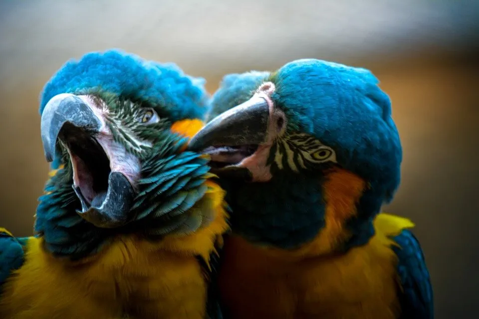 Birds.