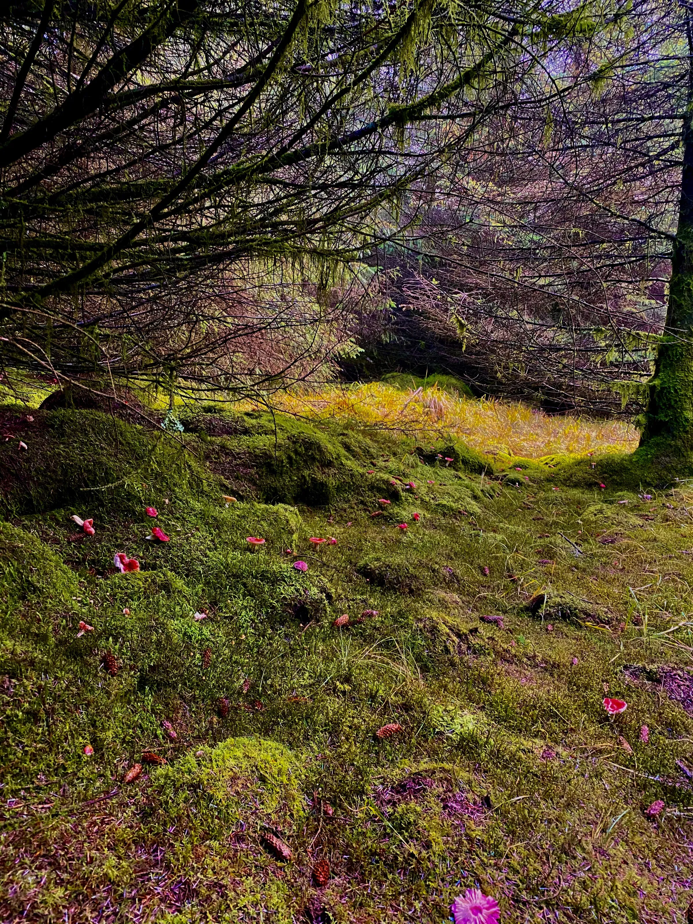 Nature alone is antique, and the oldest art a mushroom - Thomas Carlyle