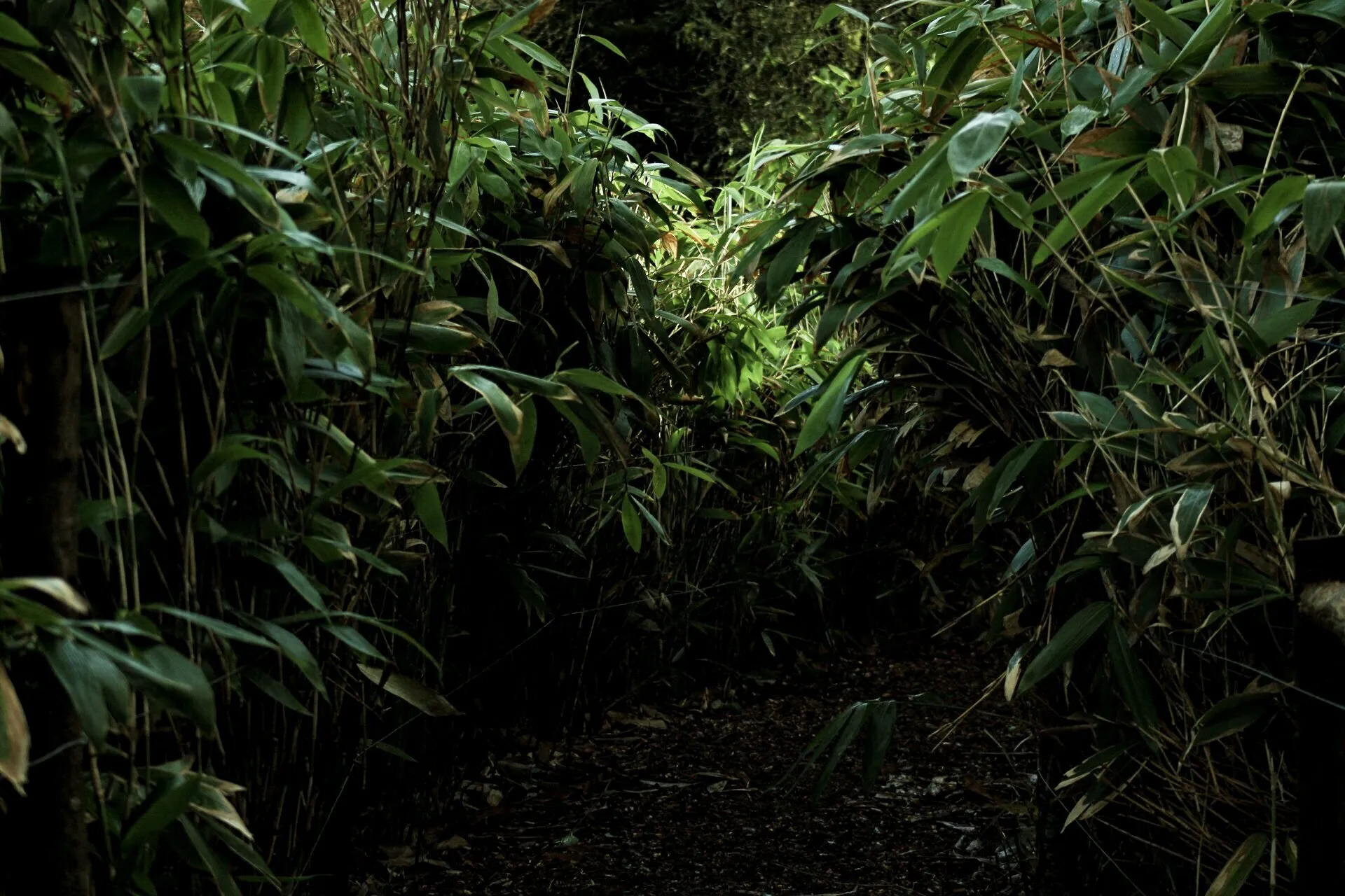 Through the Bamboo