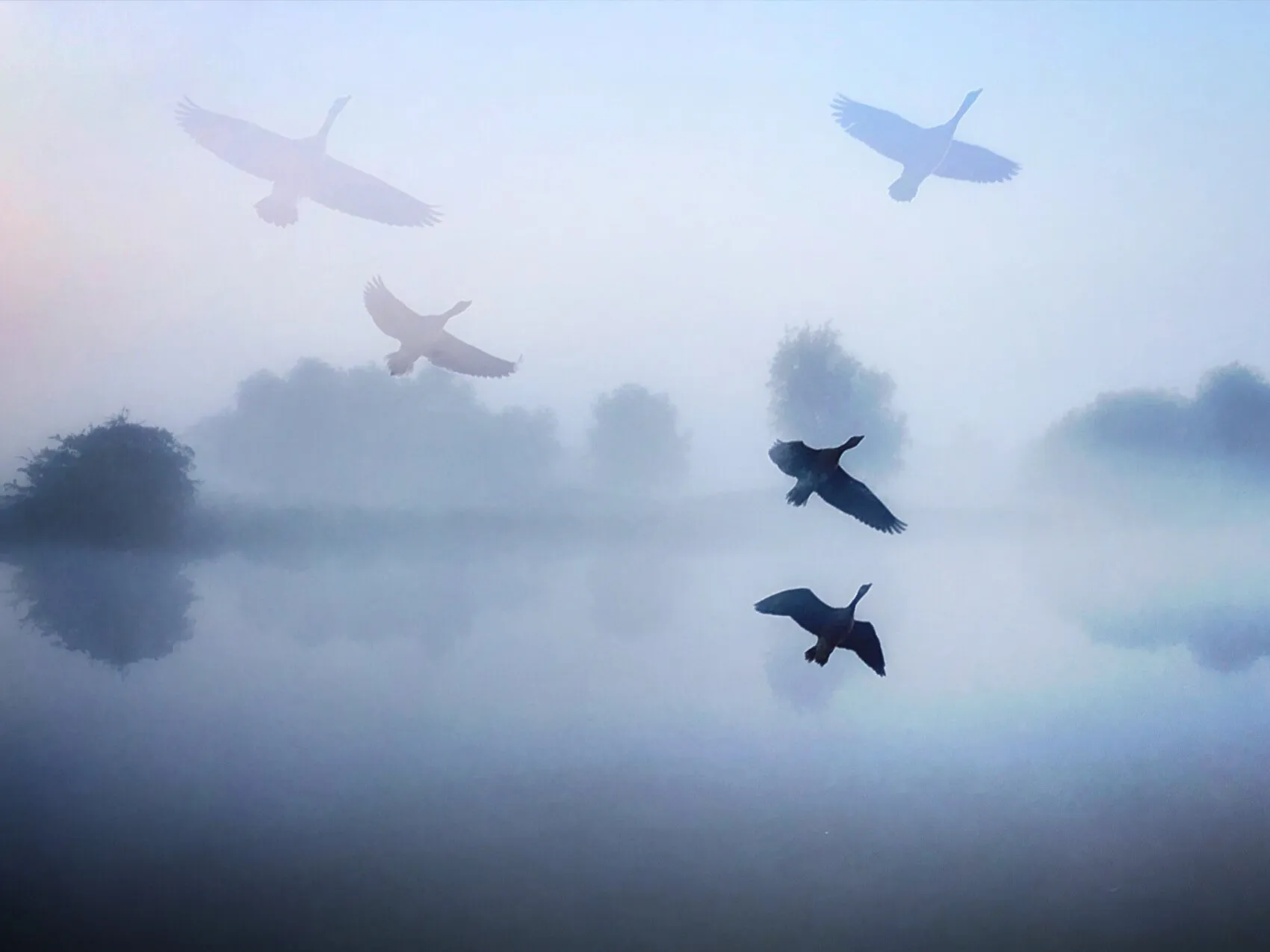 Geese Flight