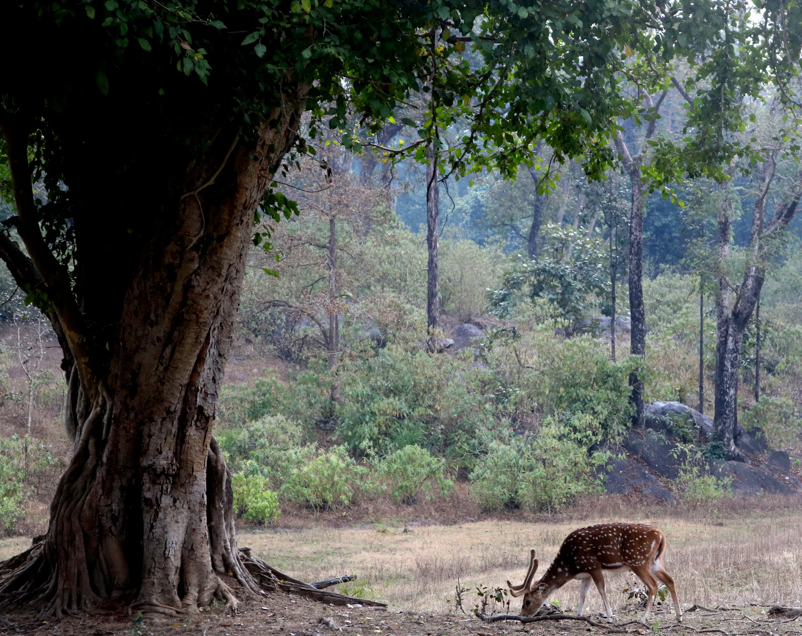 Forest Deer in its Natural habitat