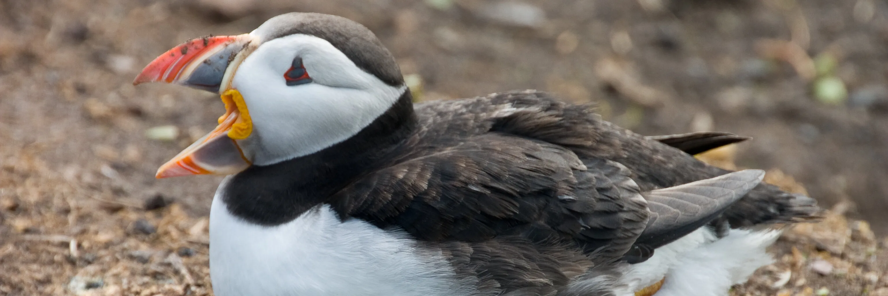 Farne Islands Puffin