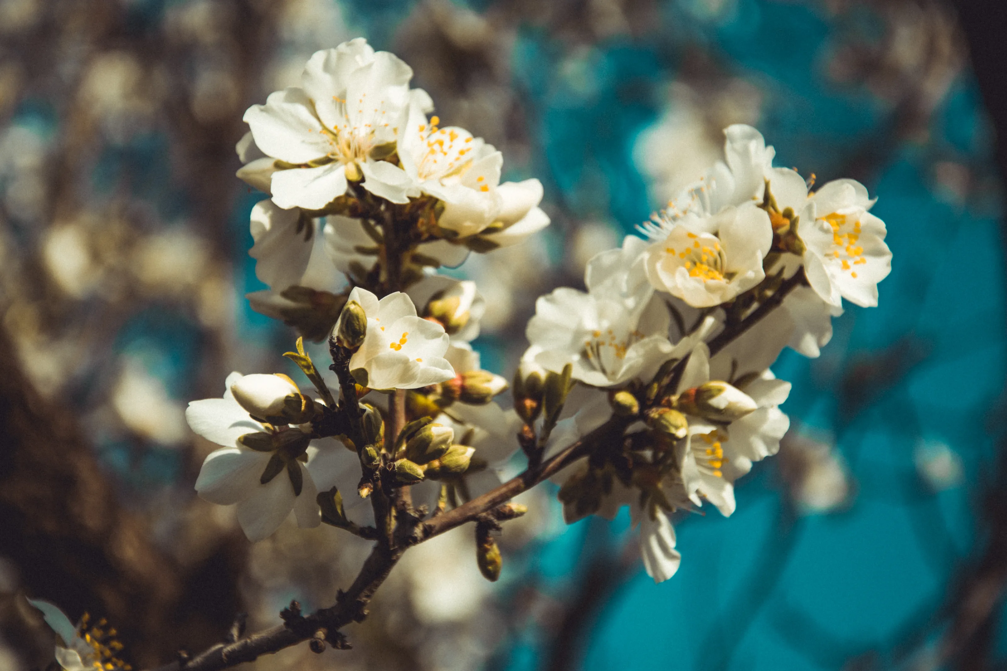 Almond Flowers