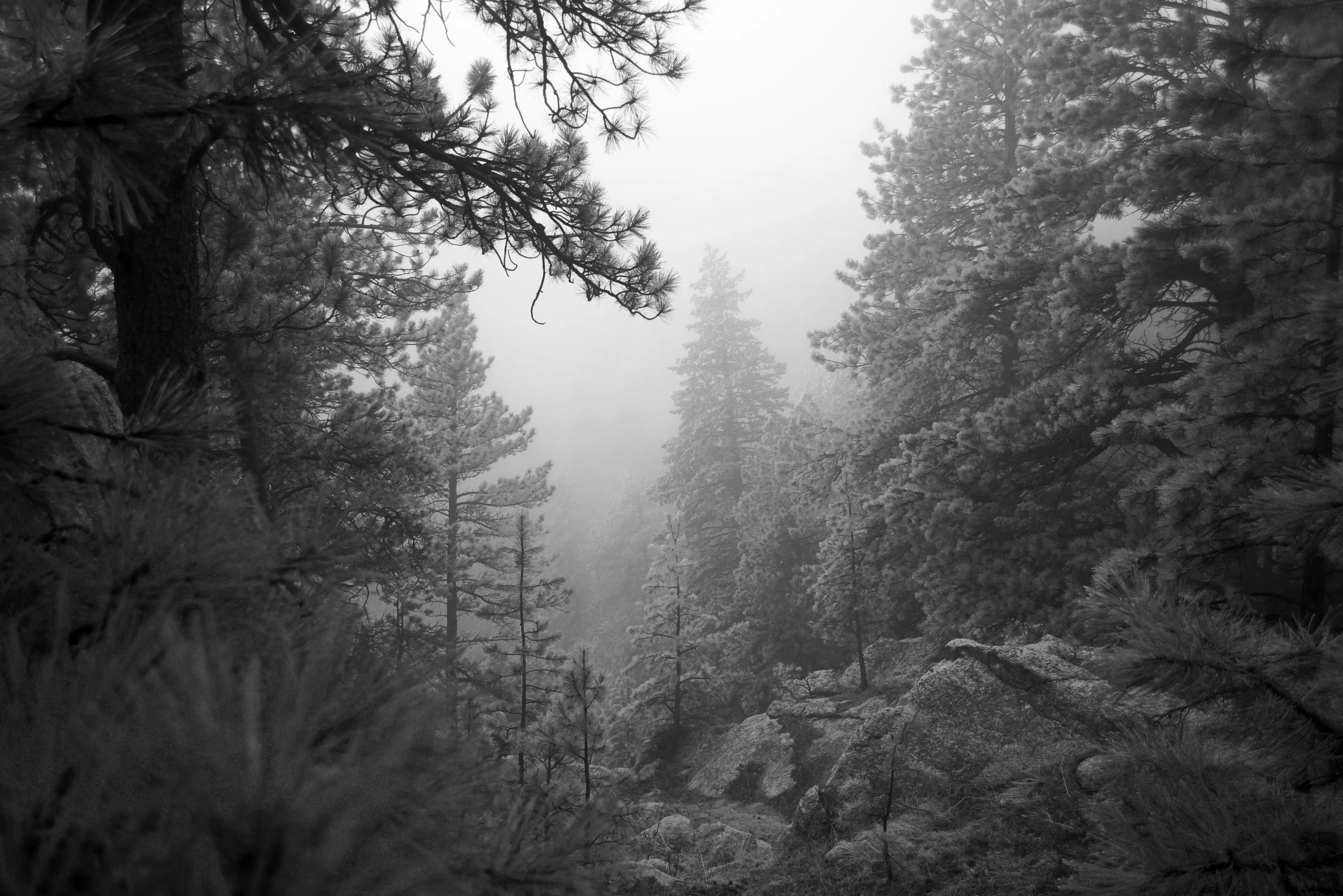 A Pine Stands Out
