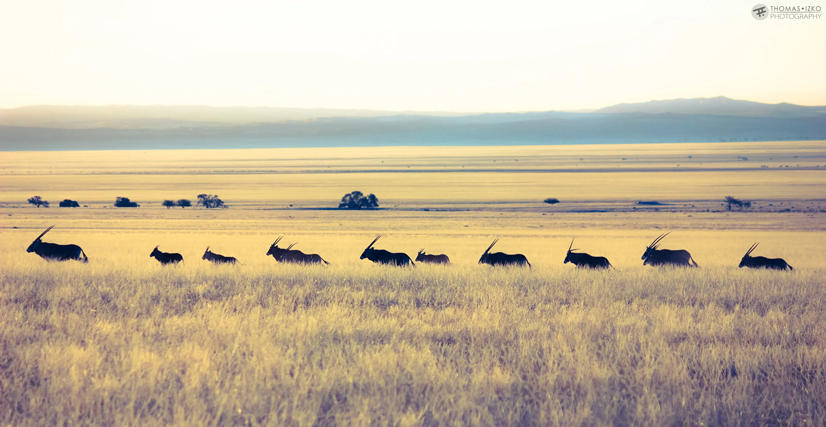 namib oryx sillouetes