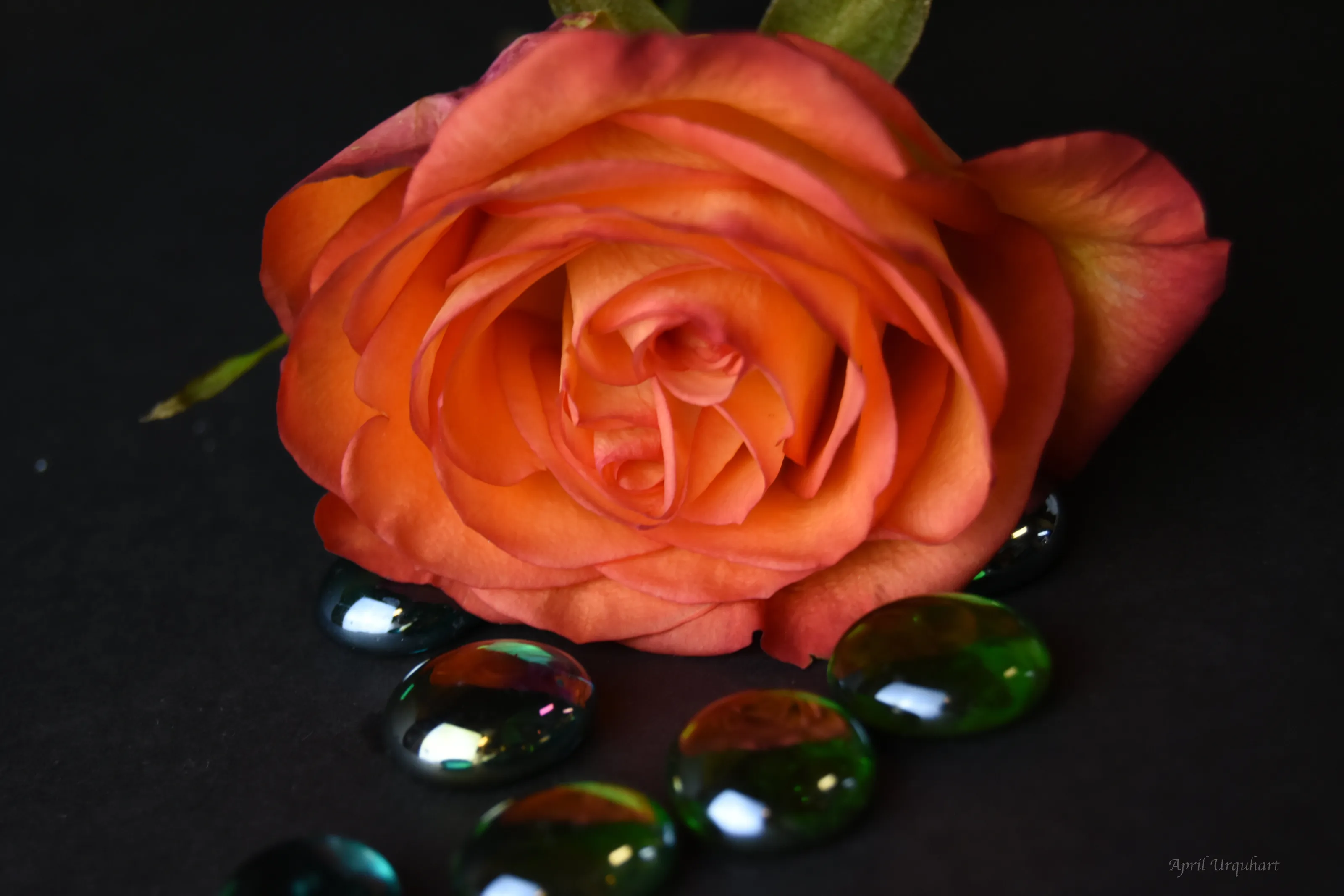 Orange rose still life