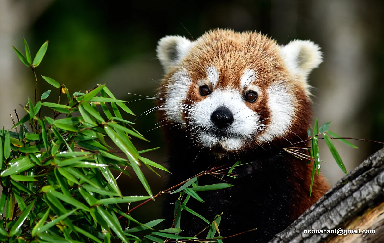 Red Panda