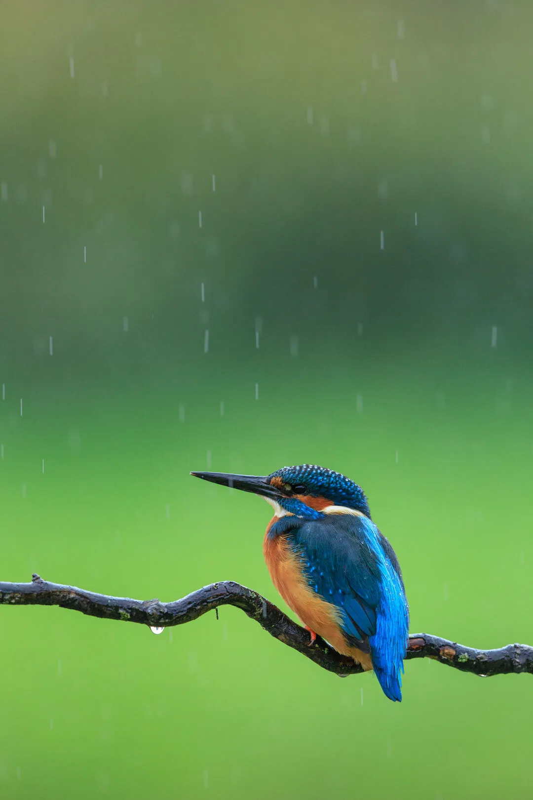 Wet Wet Wet