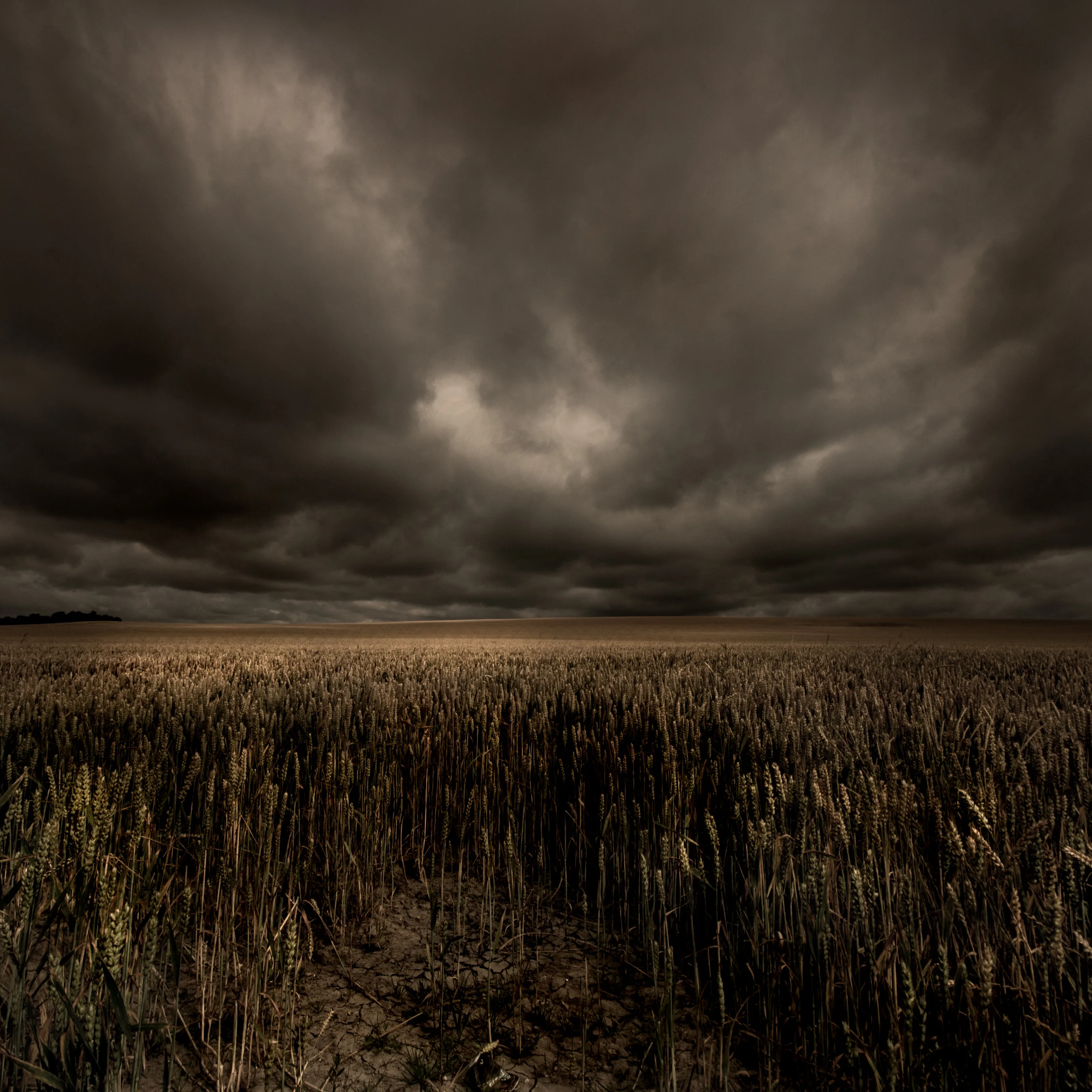 Heavy Cornfield