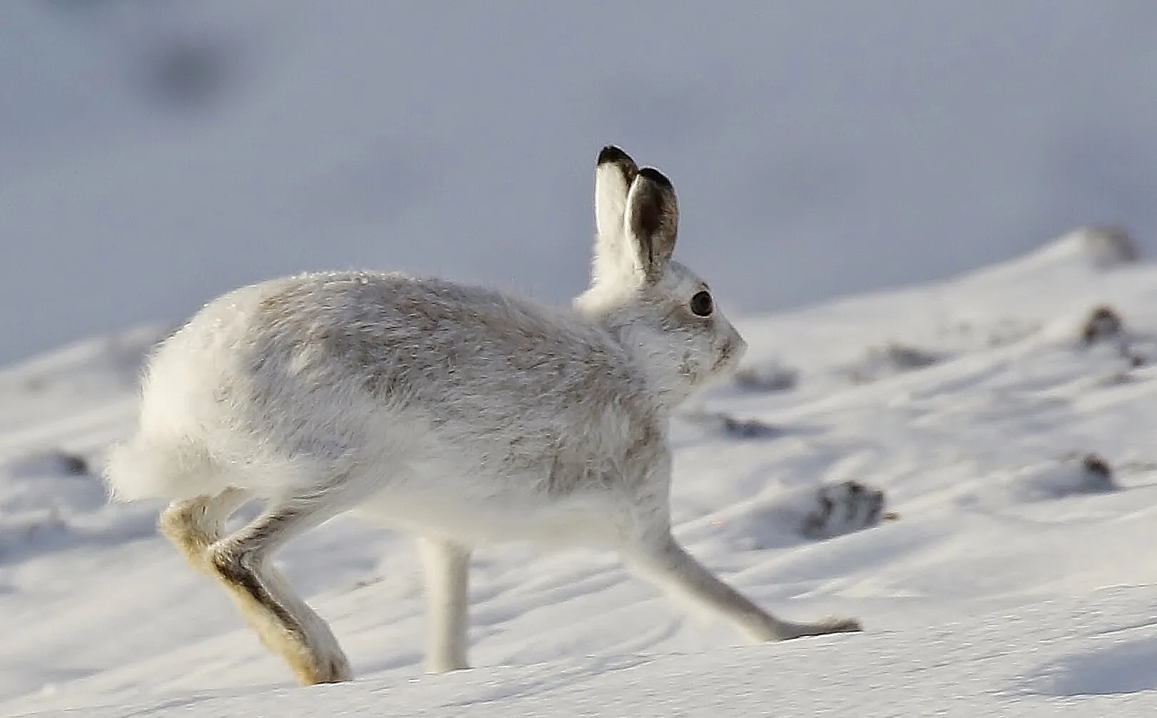 Mountain Hare