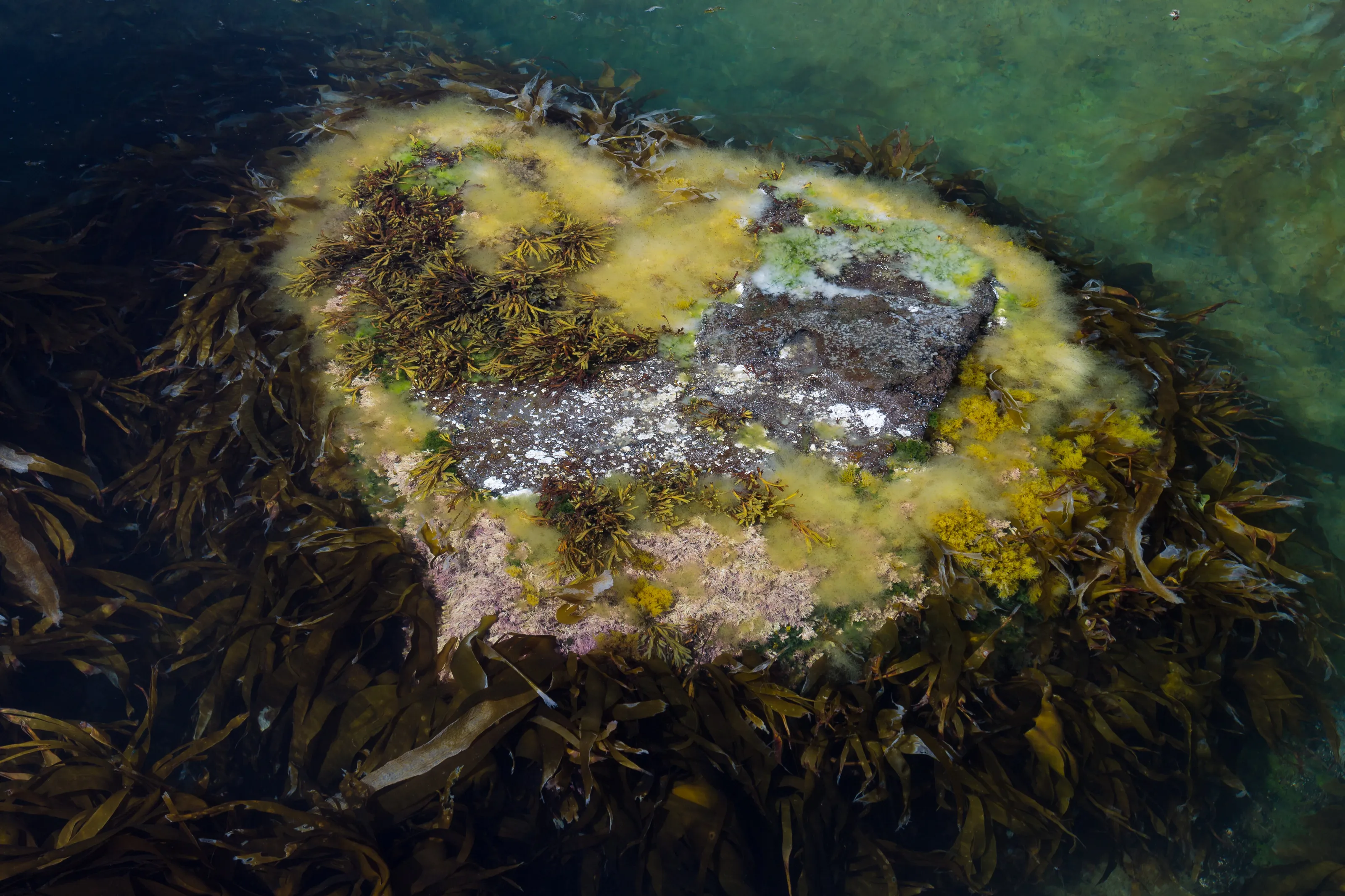 North Atlantic Heart