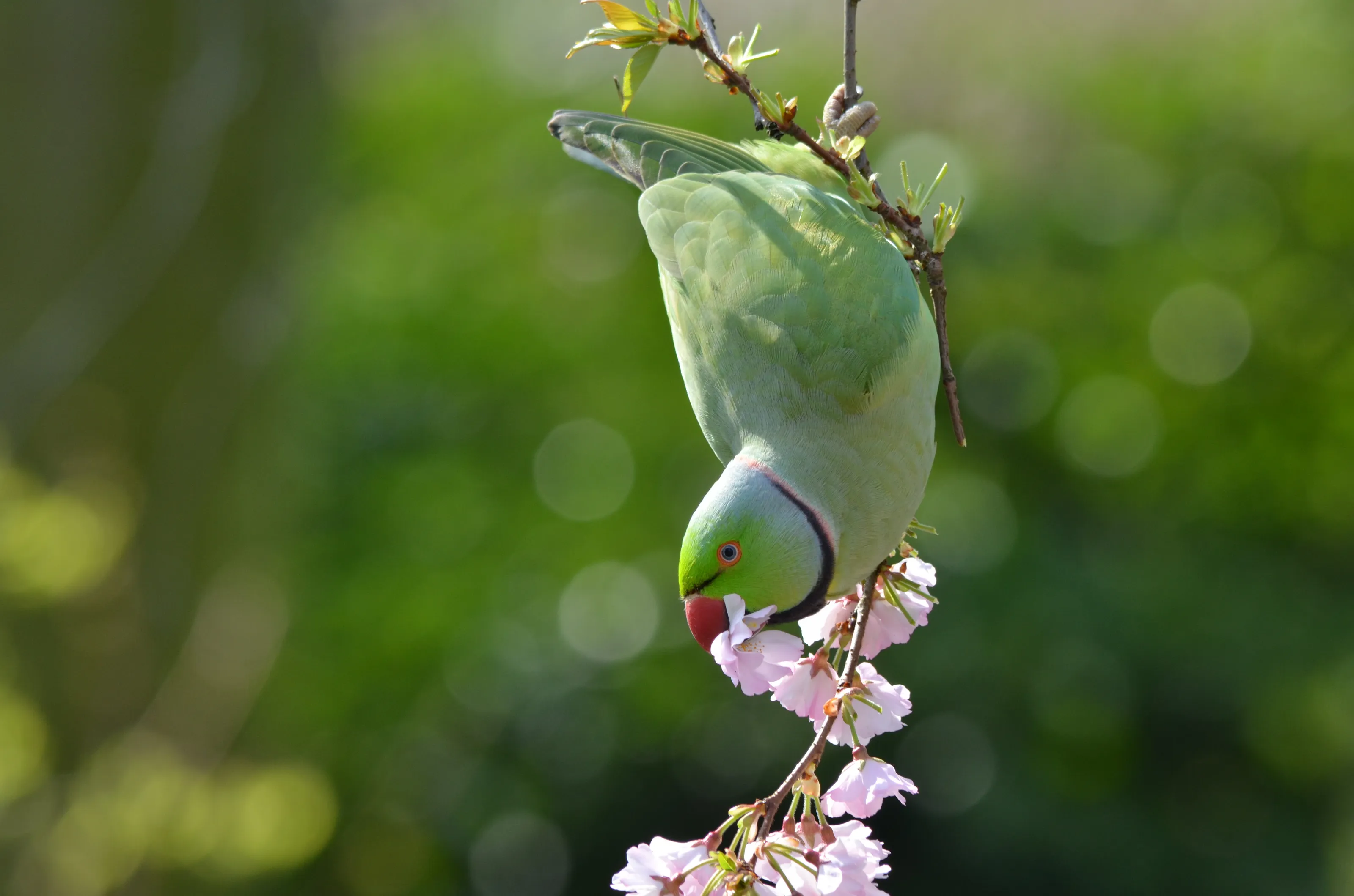 Parrots in unexpected places